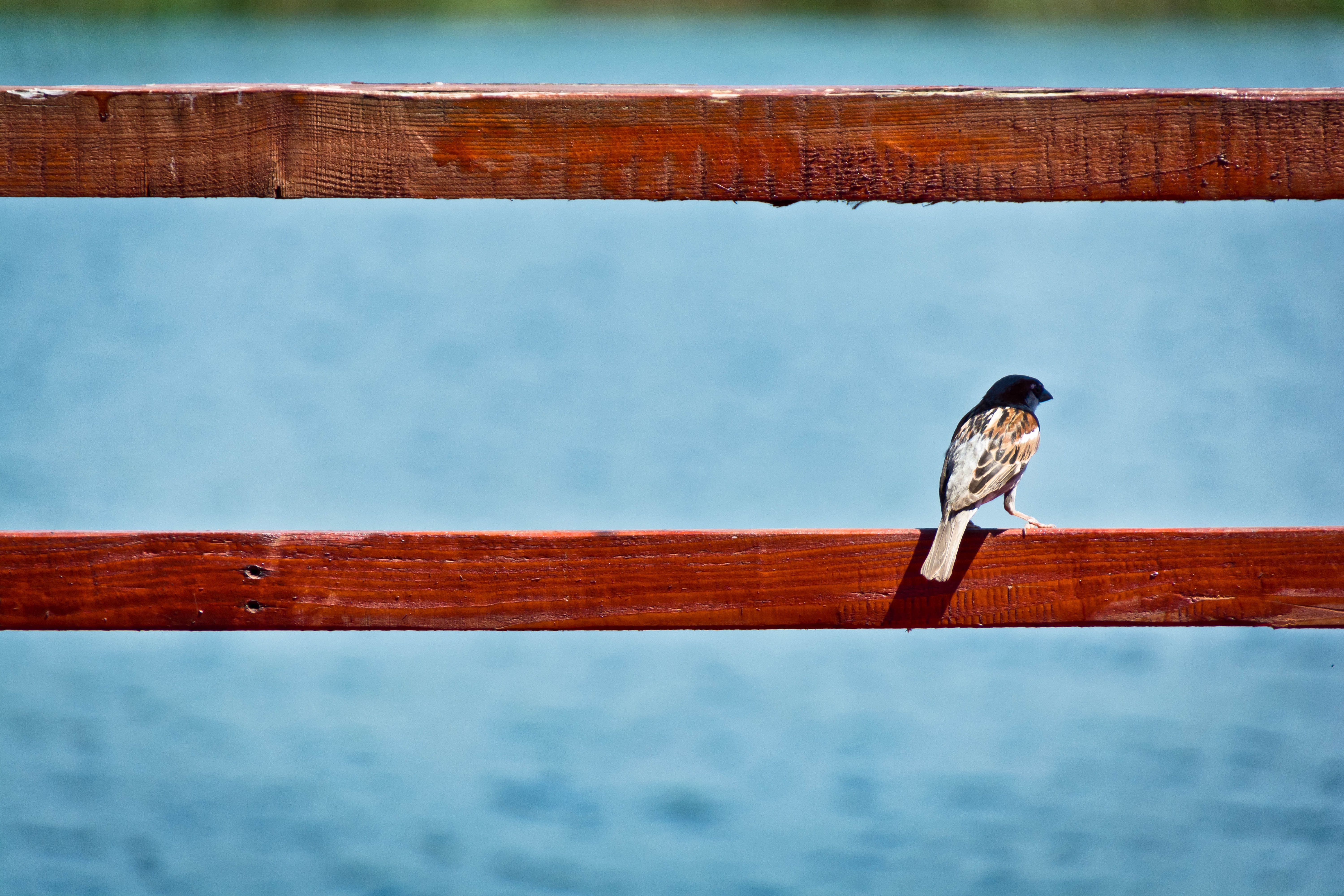 Sparrow perched on a wooden railing by the water HD Wallpaper