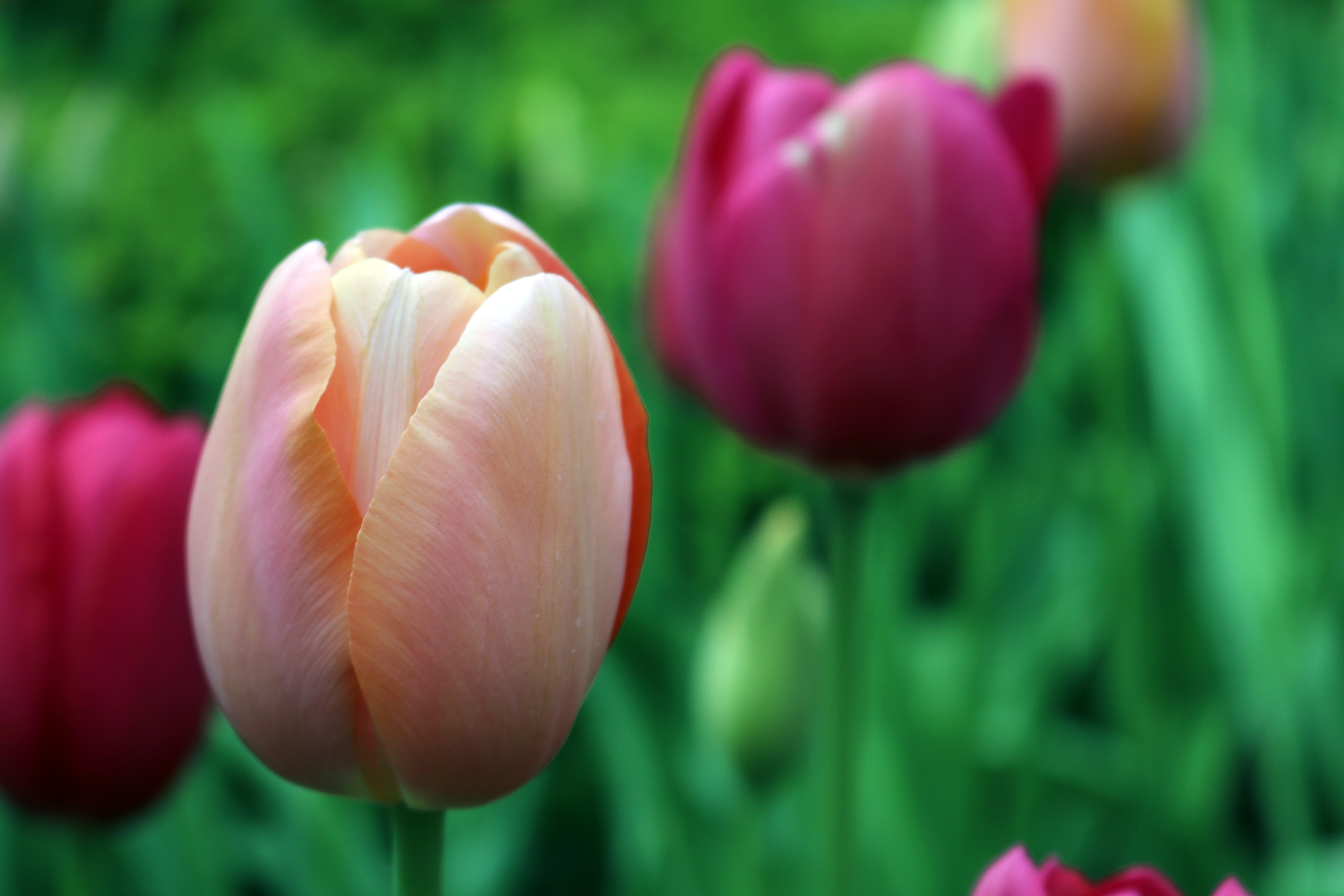 Close up of a peach tulip with pink tulips in the background HD Wallpaper