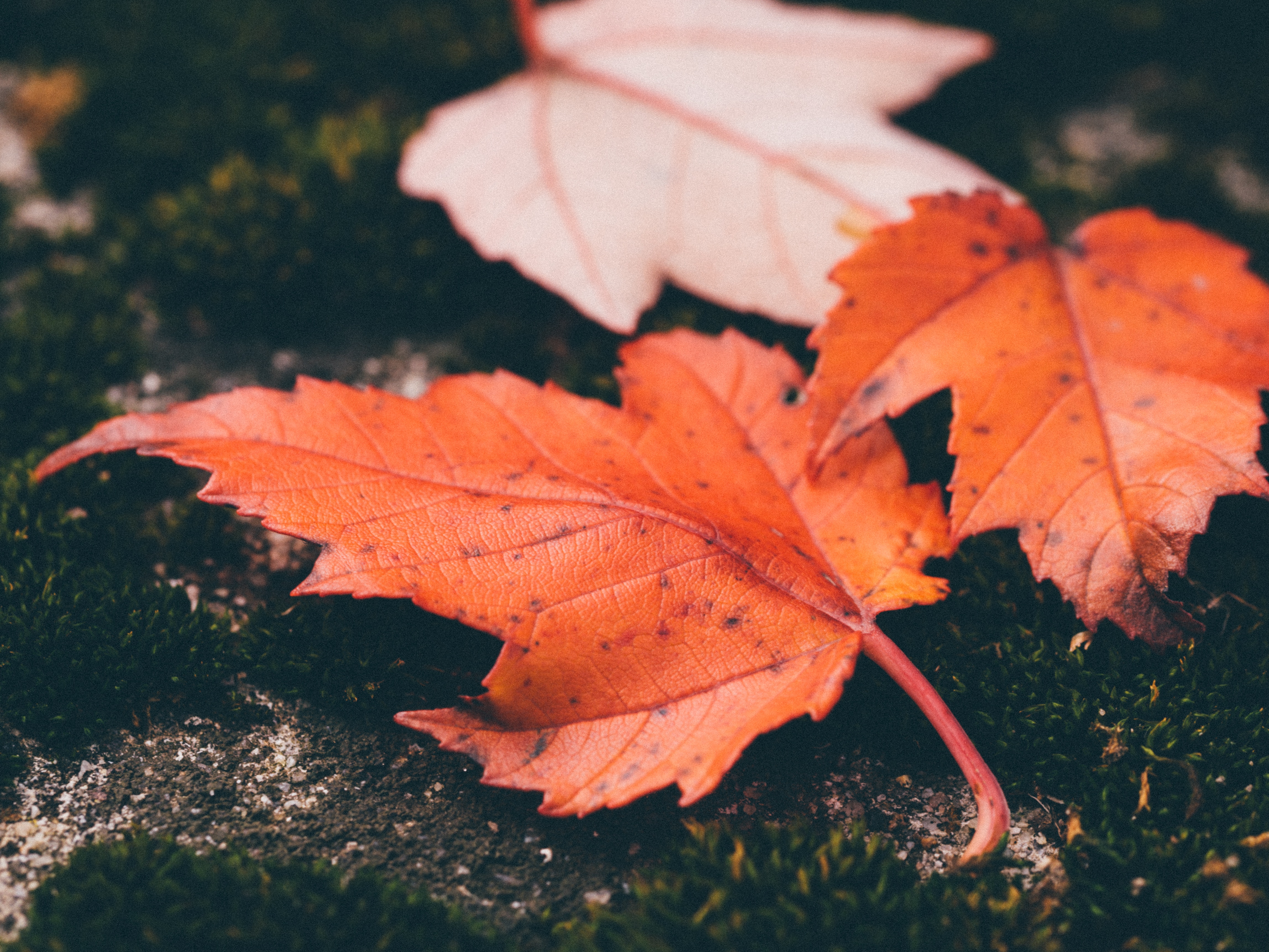 Orange and white maple leaves on moss HD Wallpaper
