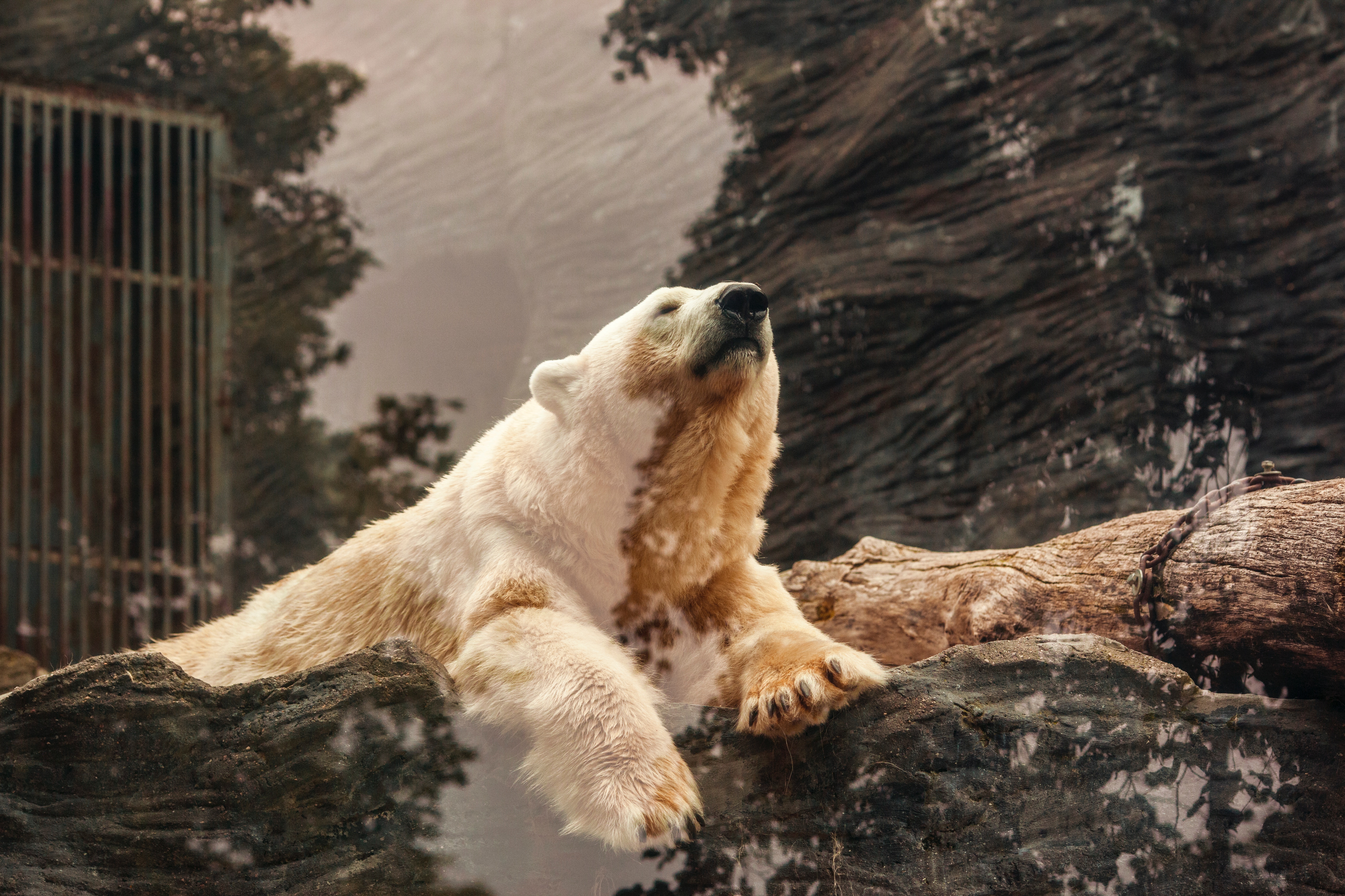 Polar bear in a zoo enclosure with a cage HD Wallpaper