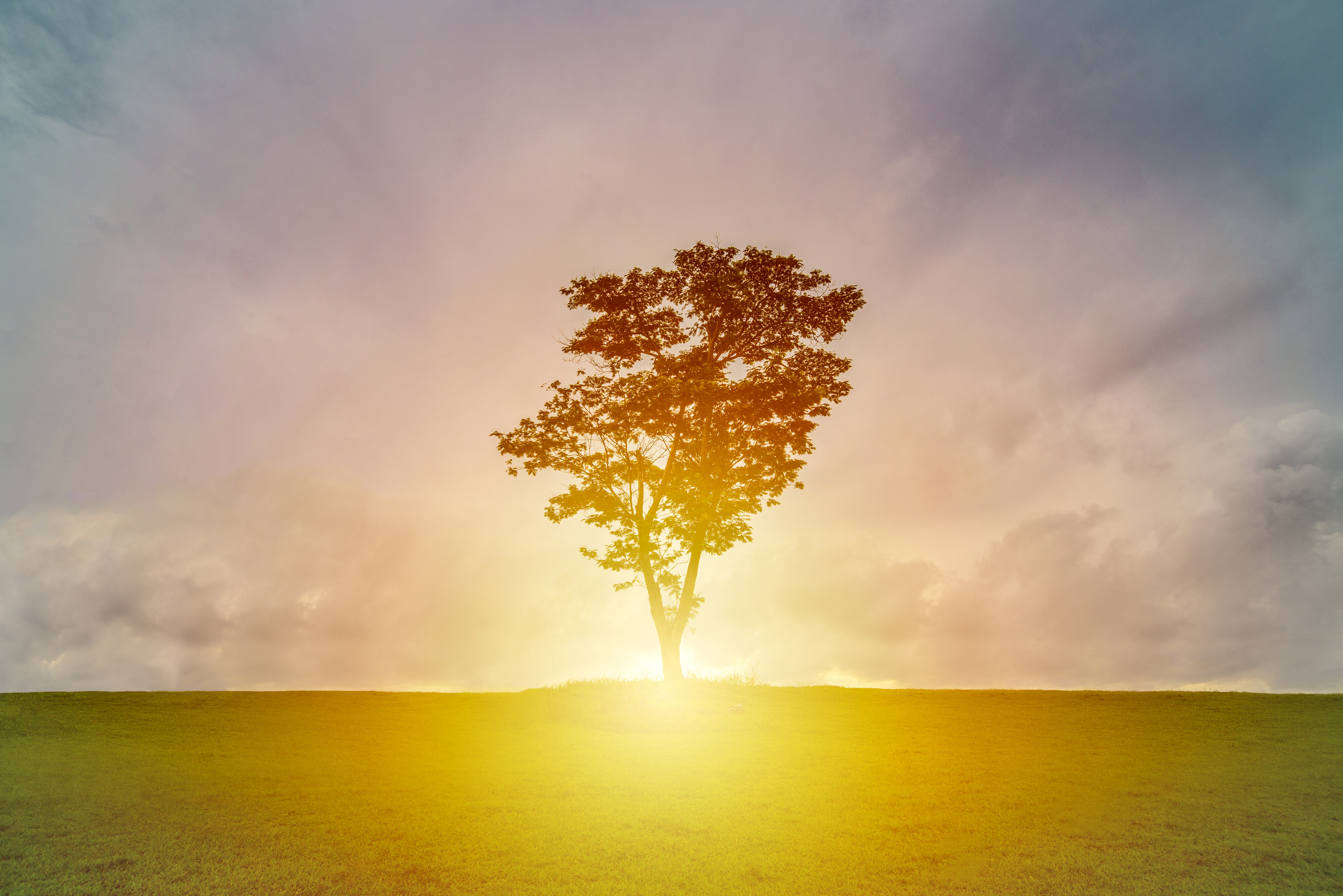 Tree on a hill at sunrise with clouds HD Wallpaper