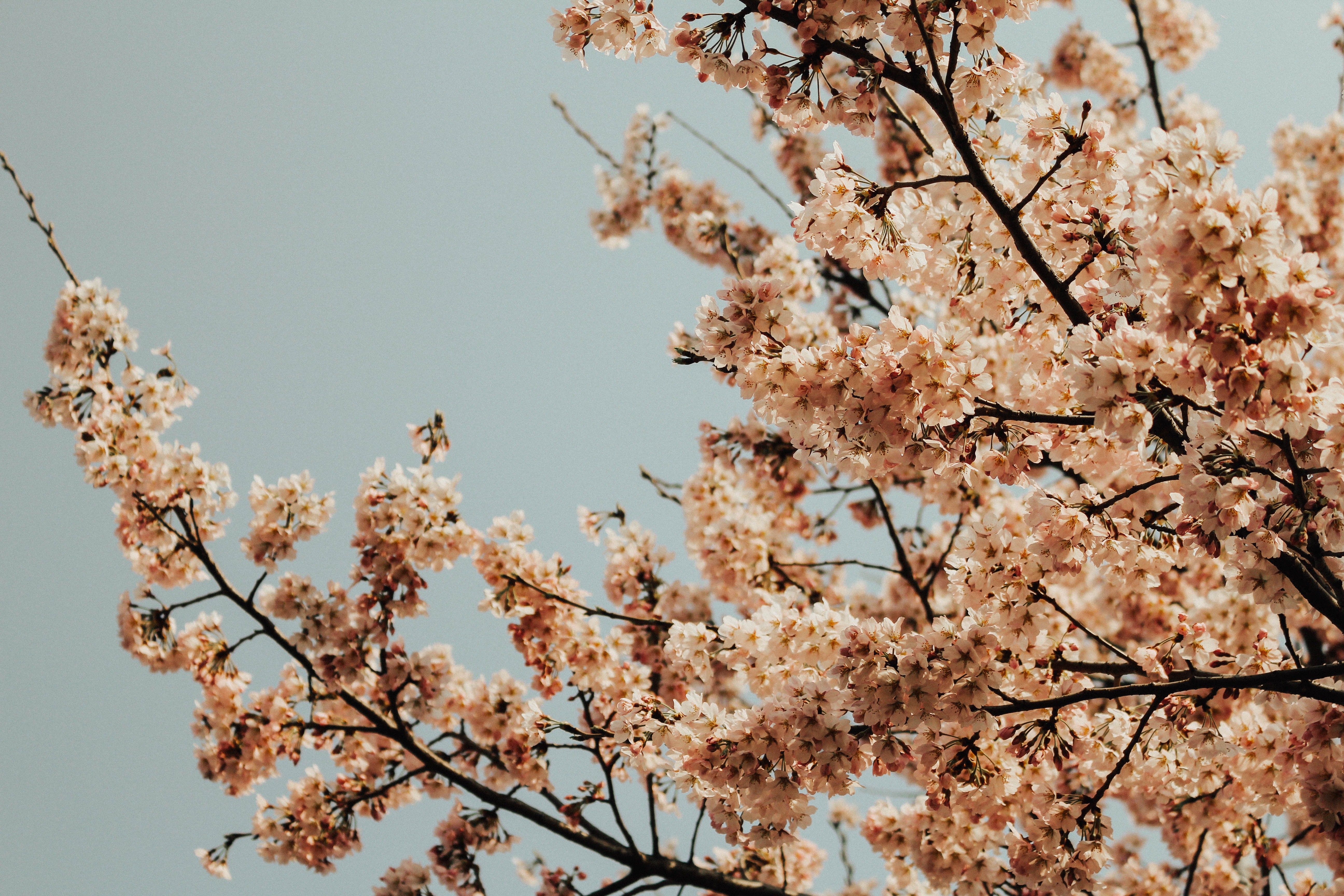 Cherry blossoms in Seoul, South Korea HD Wallpaper