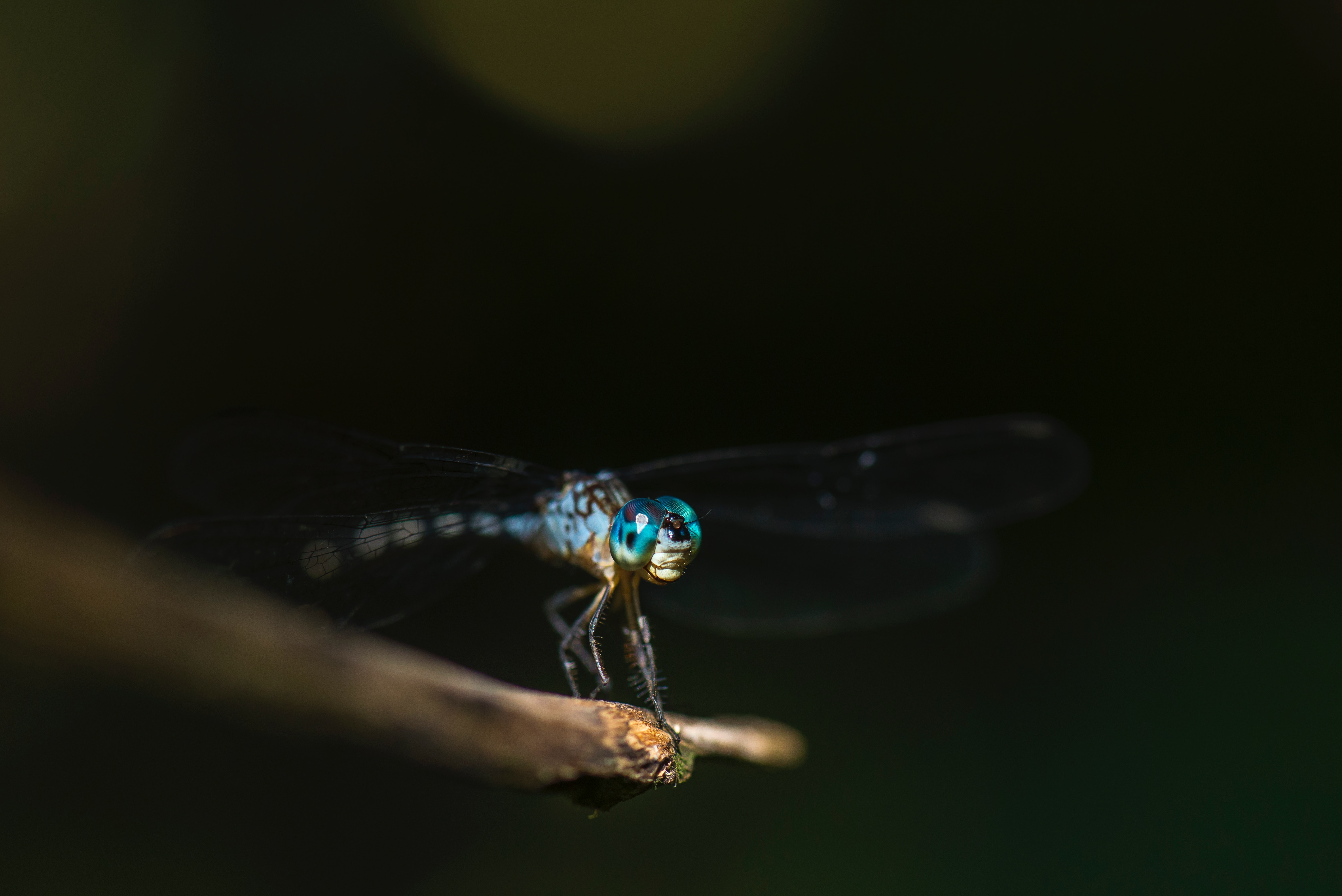 Close up of a blue dragonfly on a twig HD Wallpaper