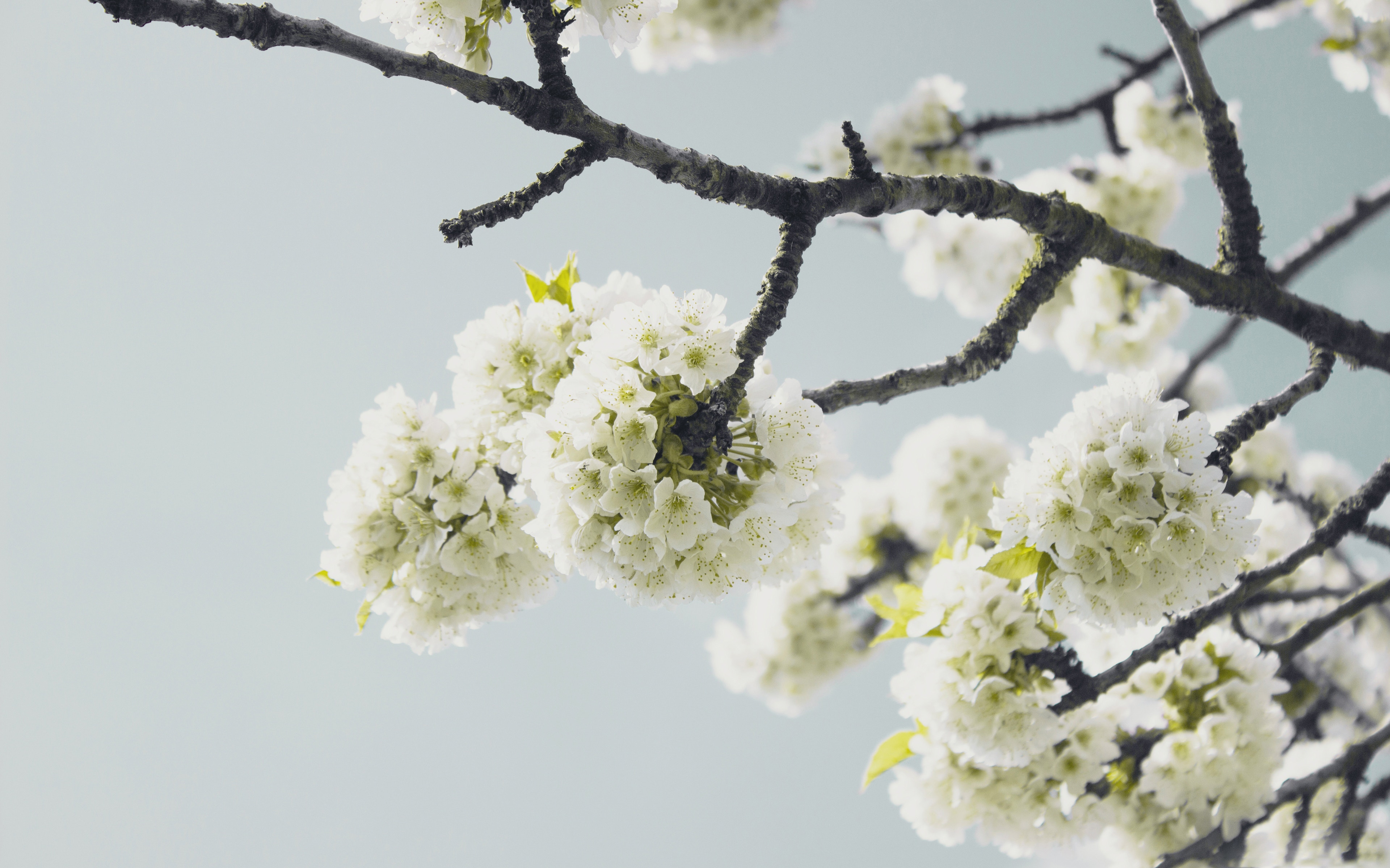 White cherry blossoms on a tree branch against a light blue sky HD Wallpaper