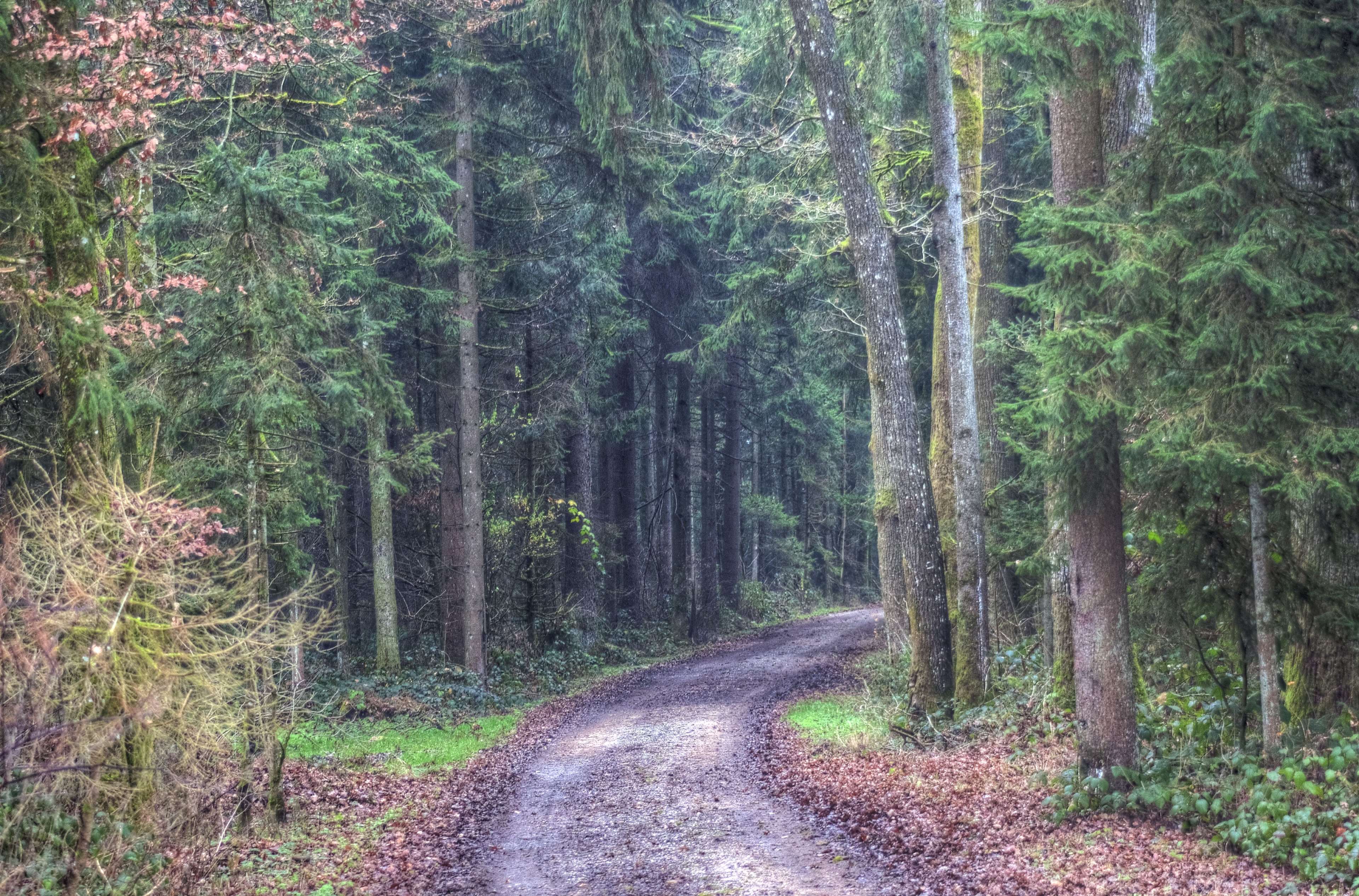 A dirt path winds through a dense forest with tall trees HD Wallpaper