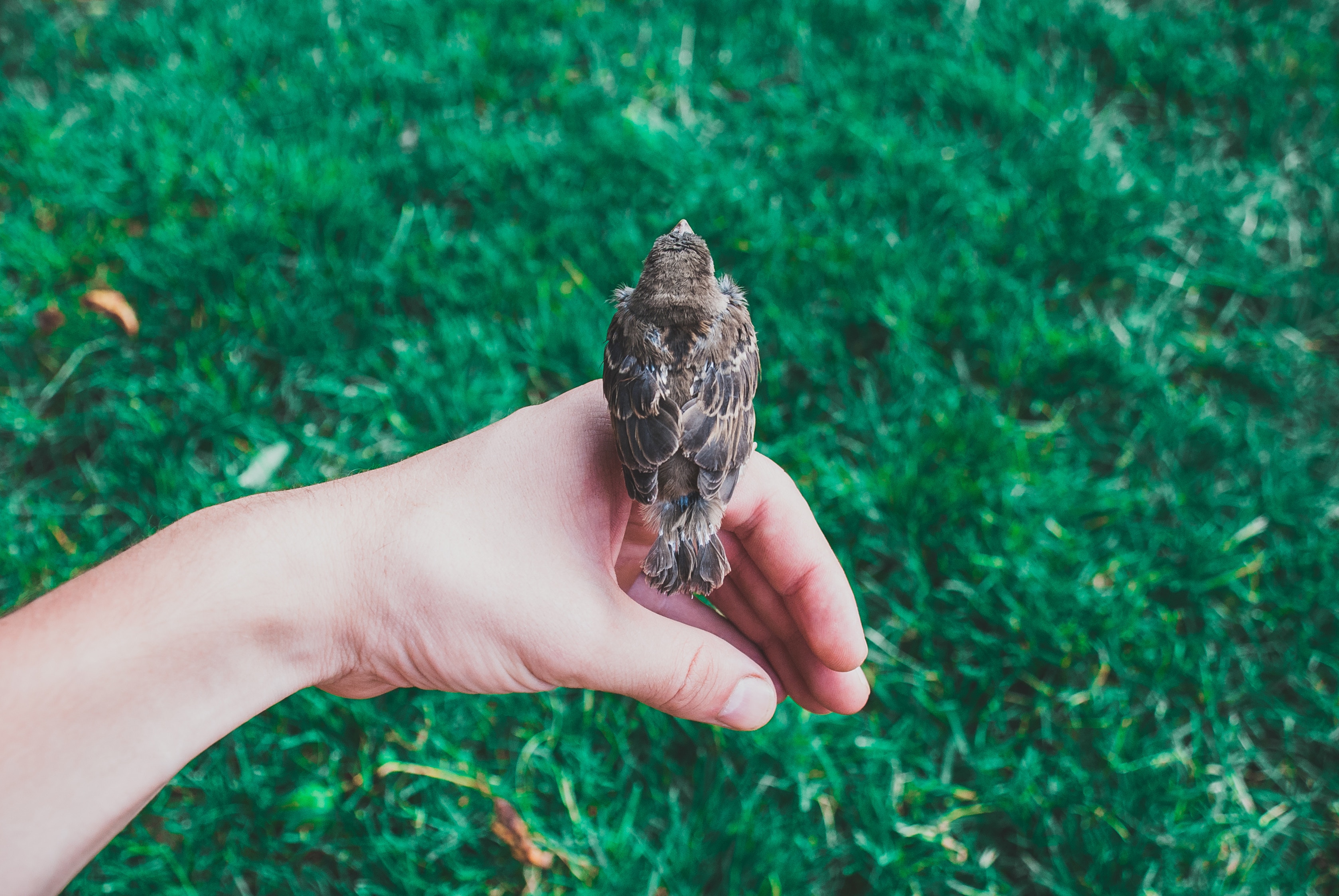 Sparrow held in a person's hand on green grass HD Wallpaper