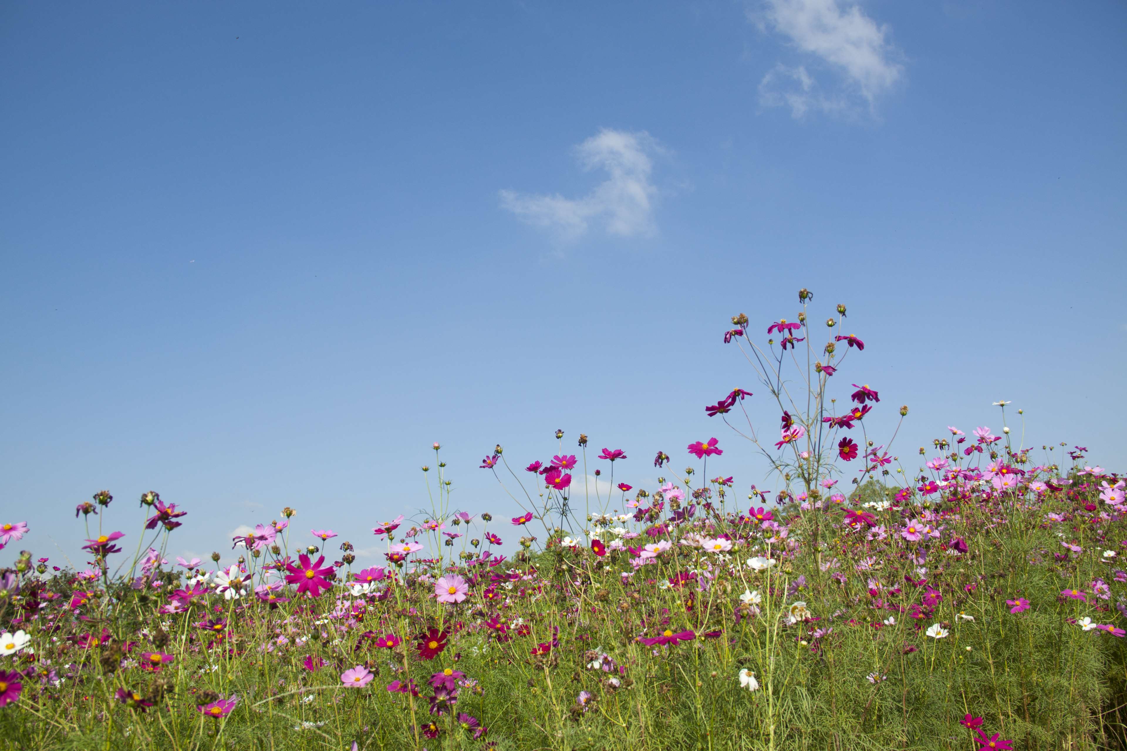 Field of colorful cosmos flowers under a blue sky HD Wallpaper