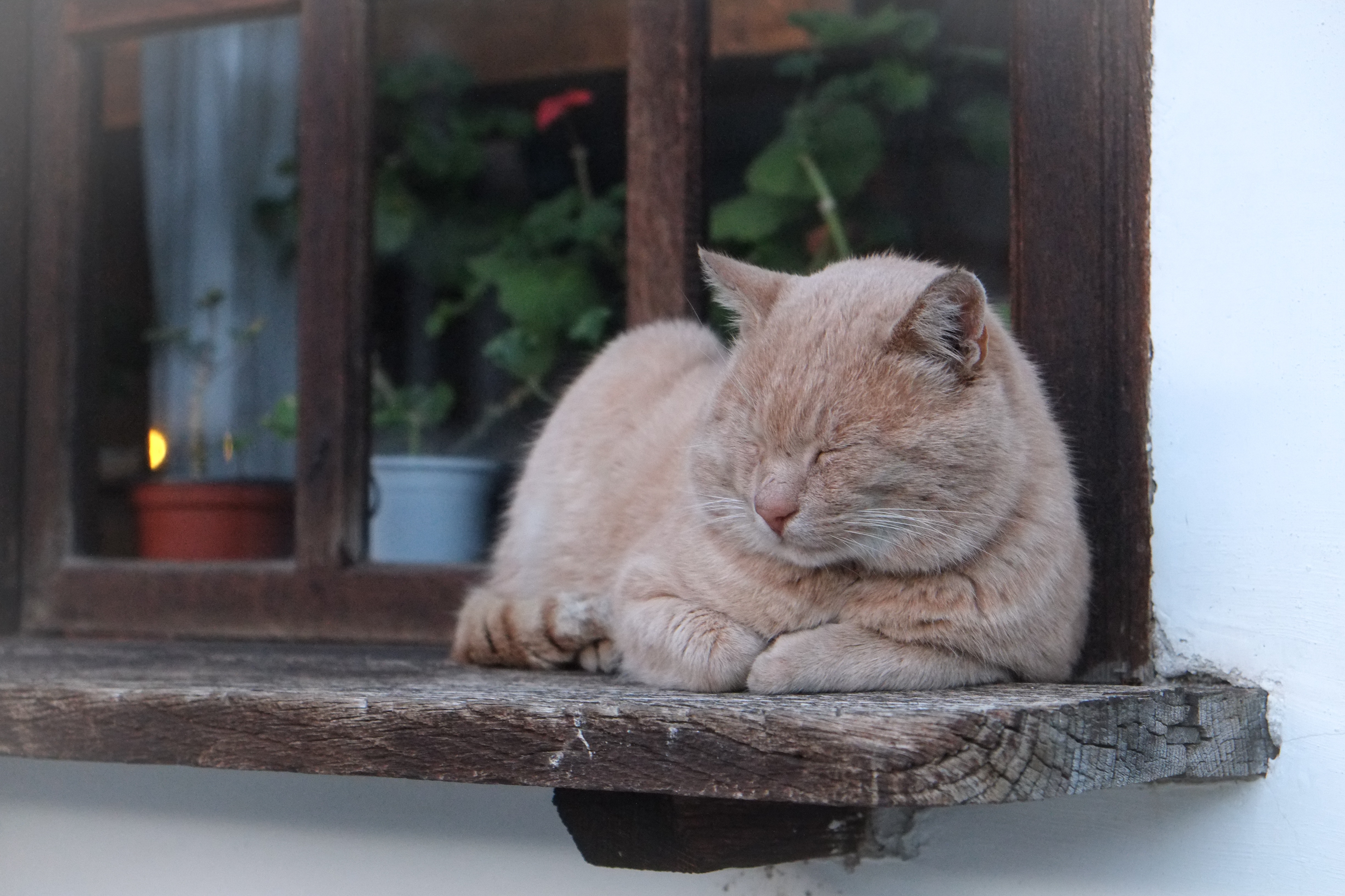 A ginger cat sleeps on a wooden windowsill HD Wallpaper