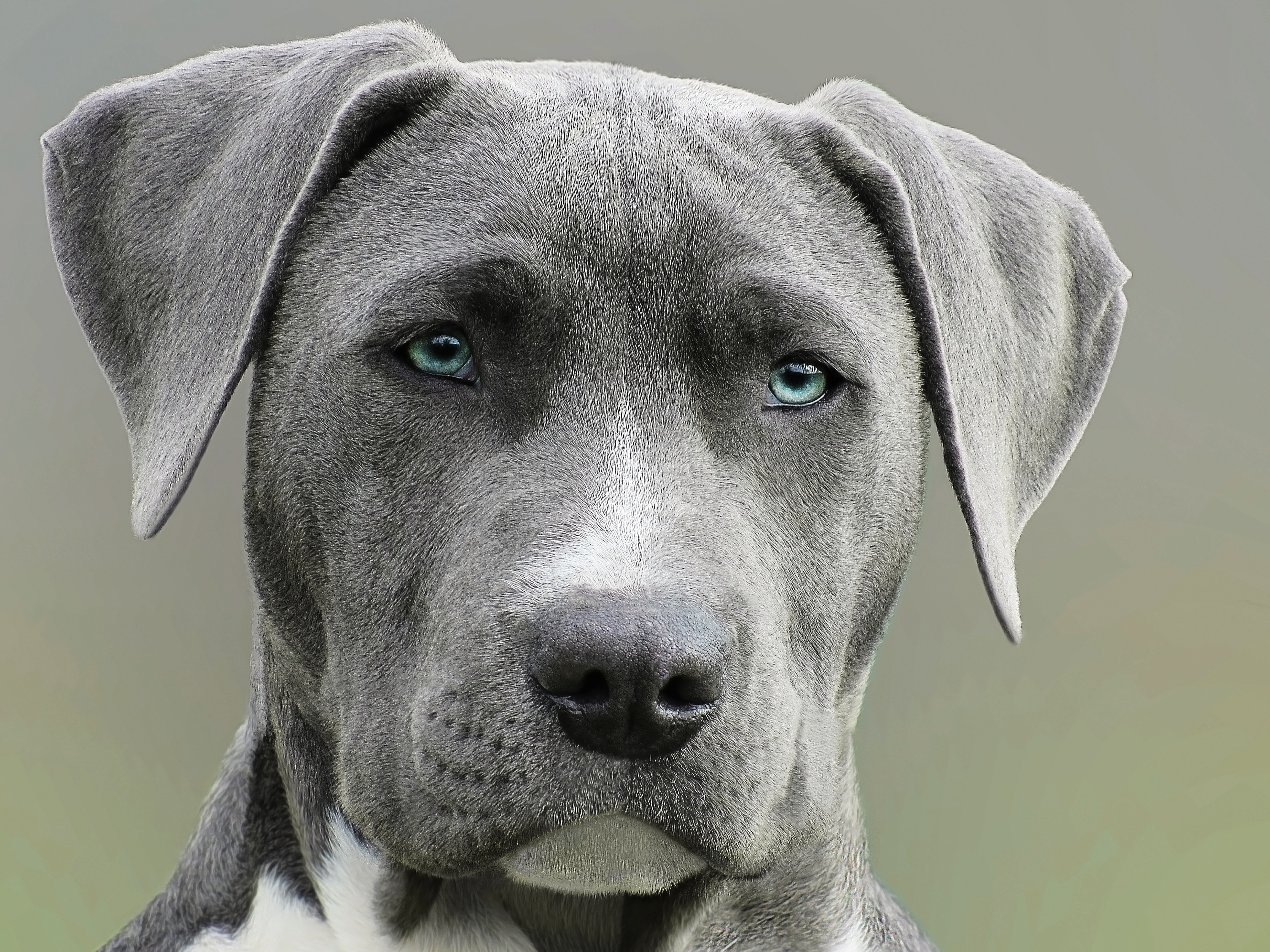 Close-up portrait of a grey Weimaraner dog with blue eyes HD Wallpaper