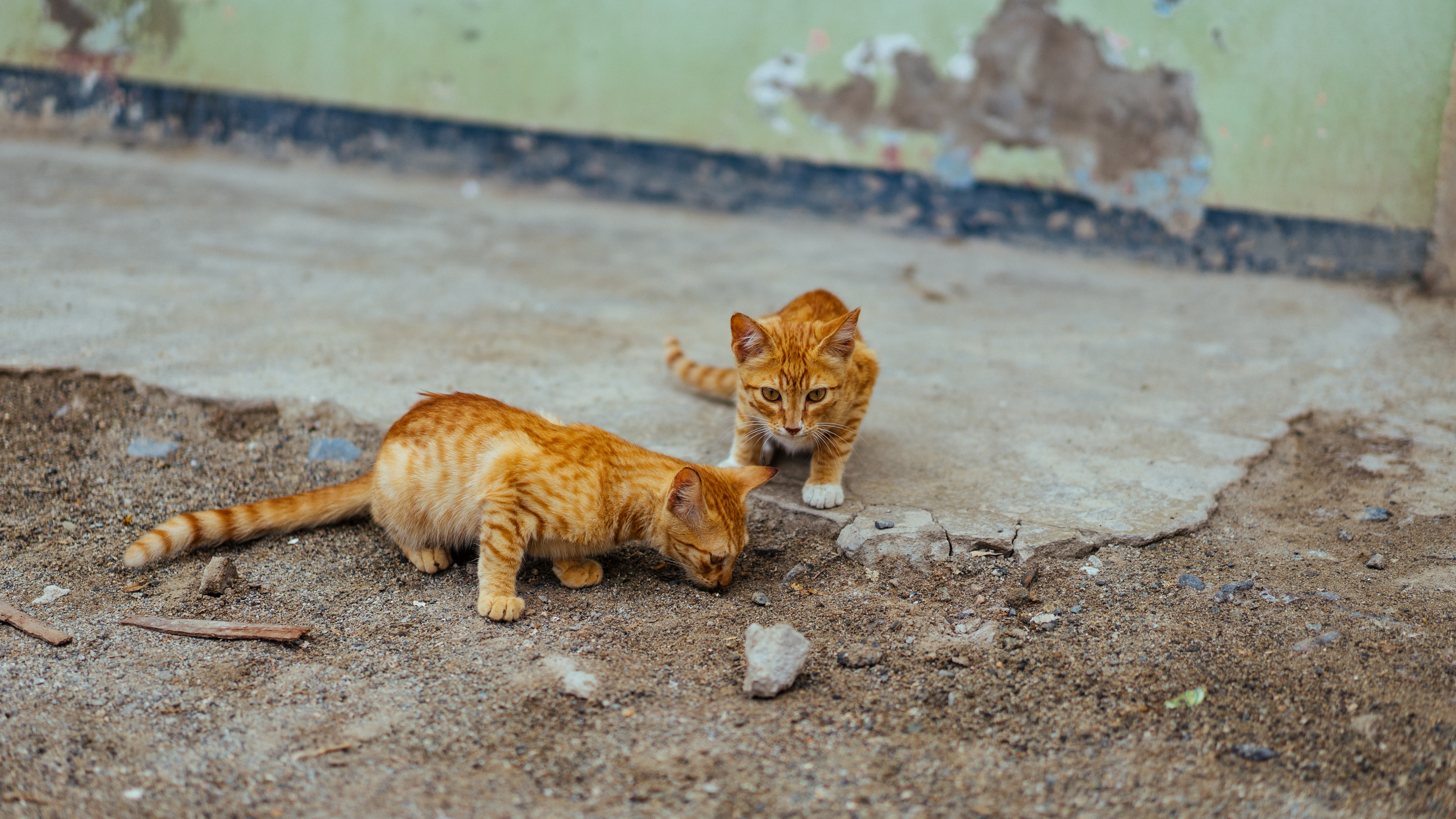 Two ginger kittens exploring outdoors HD Wallpaper