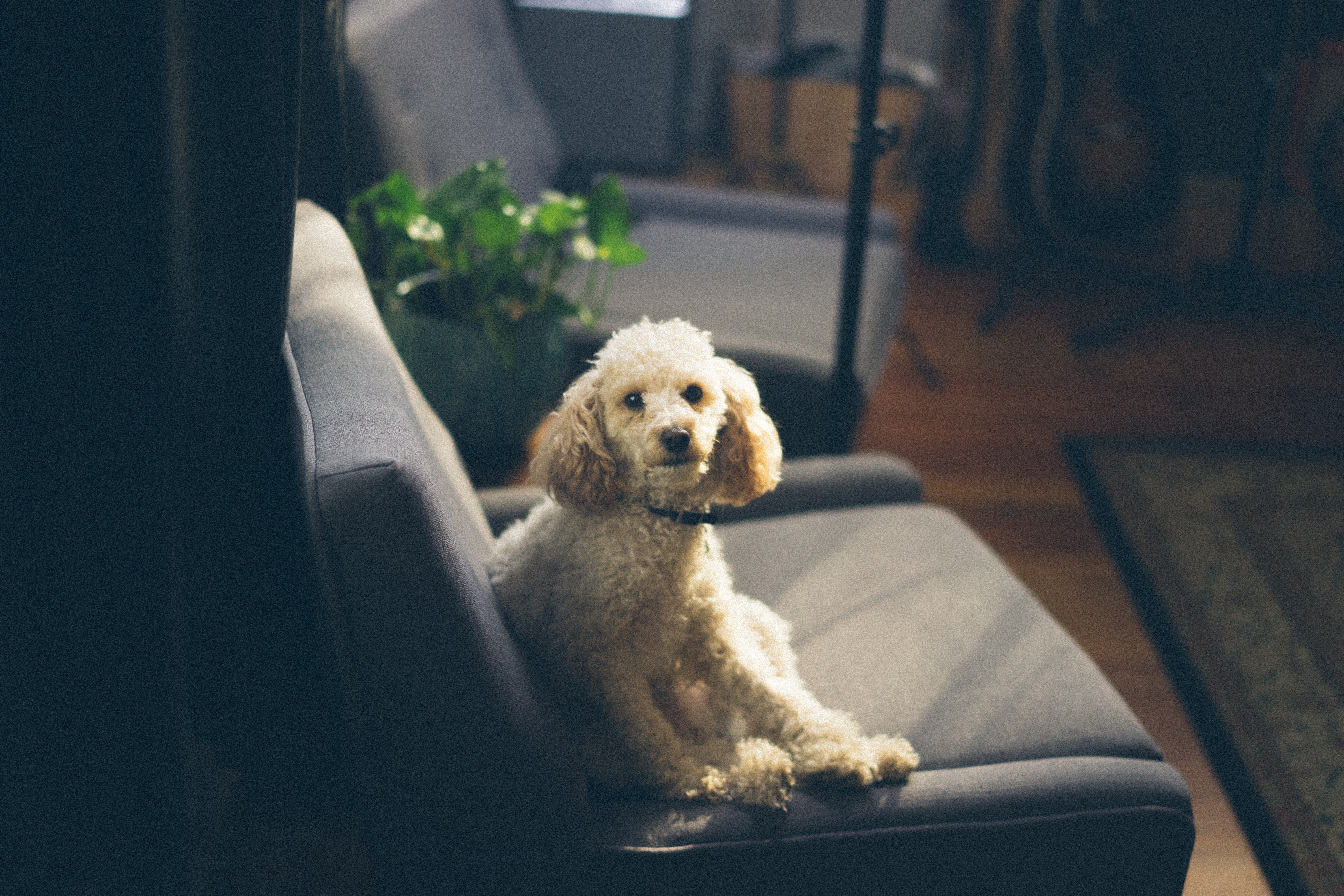 A poodle sits on a sofa in a living room. HD Wallpaper