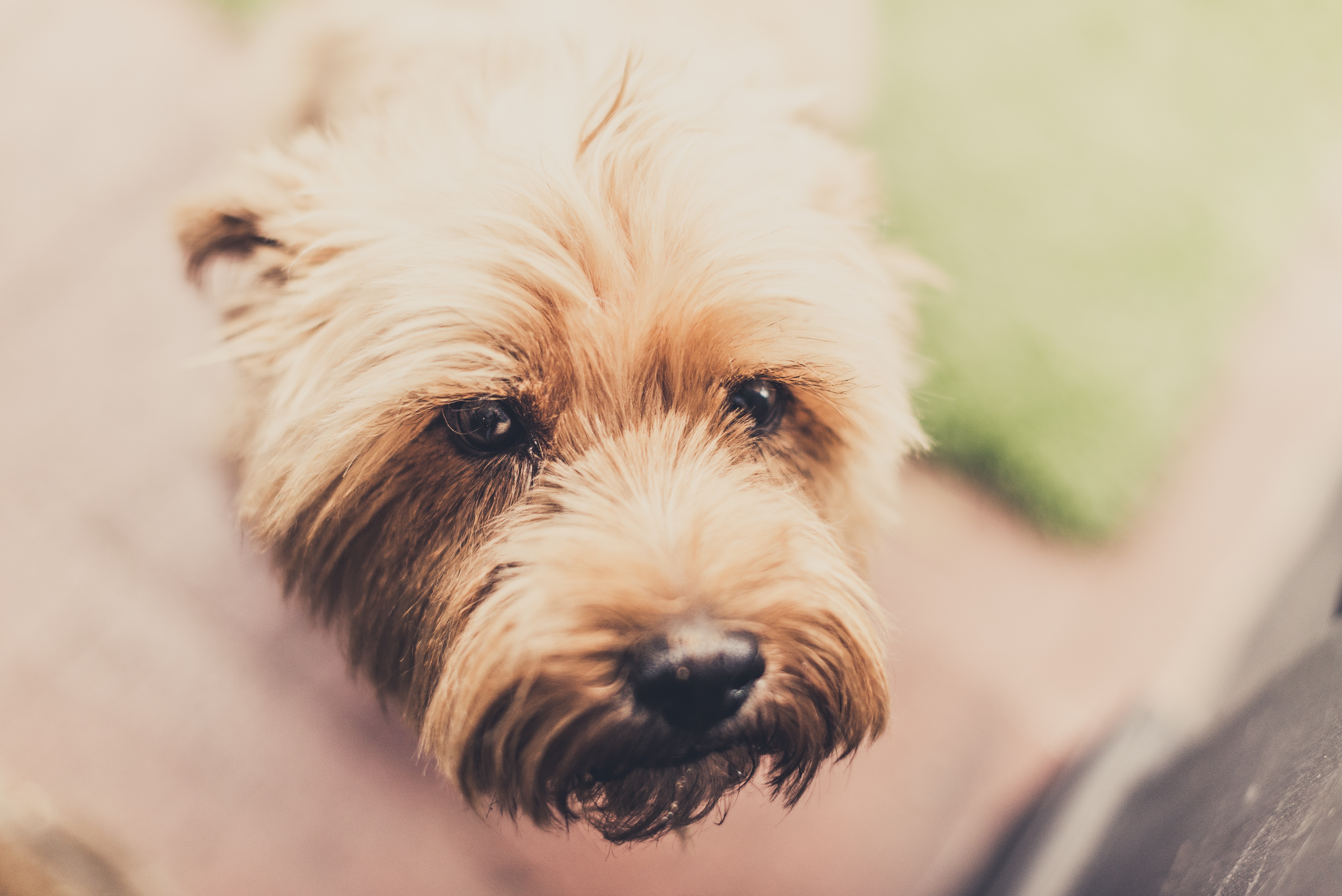 Close up of a sad dog's face HD Wallpaper