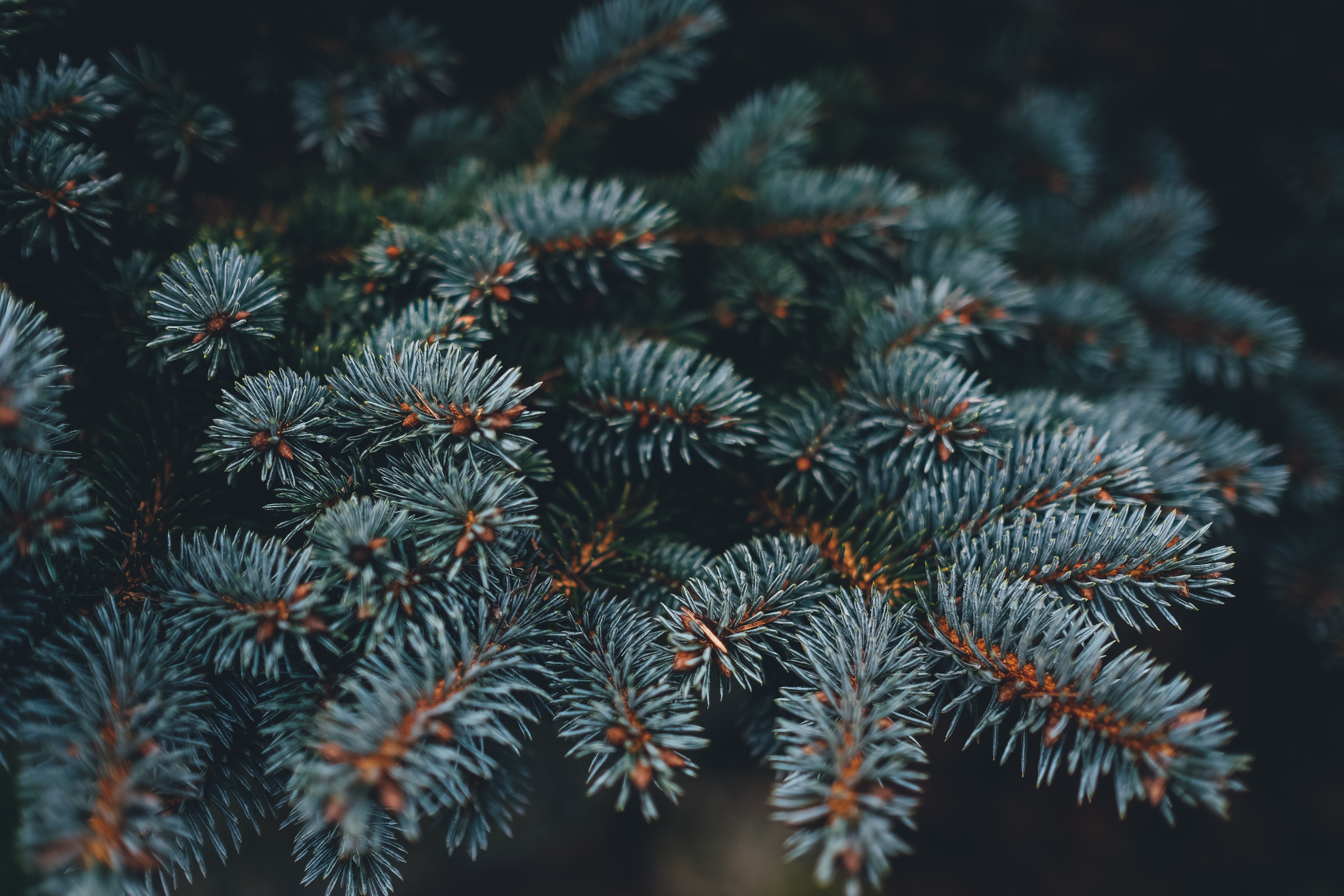 Close-up of blue spruce tree branches HD Wallpaper