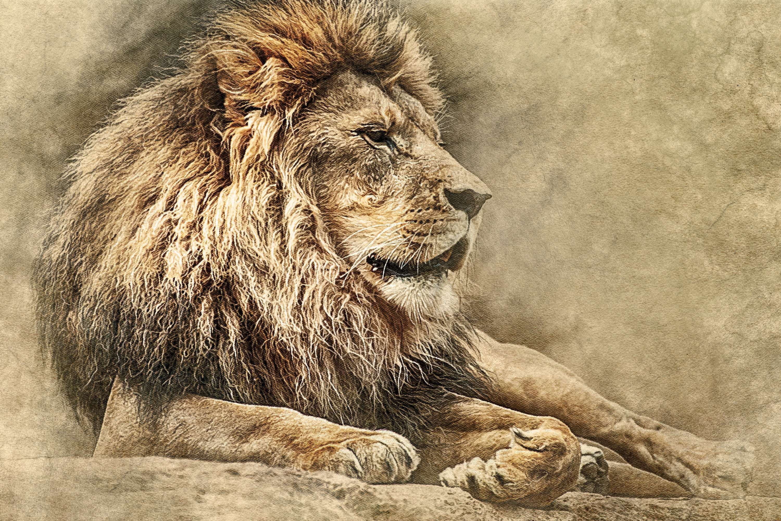 Vintage Lion Art HD Wallpaper