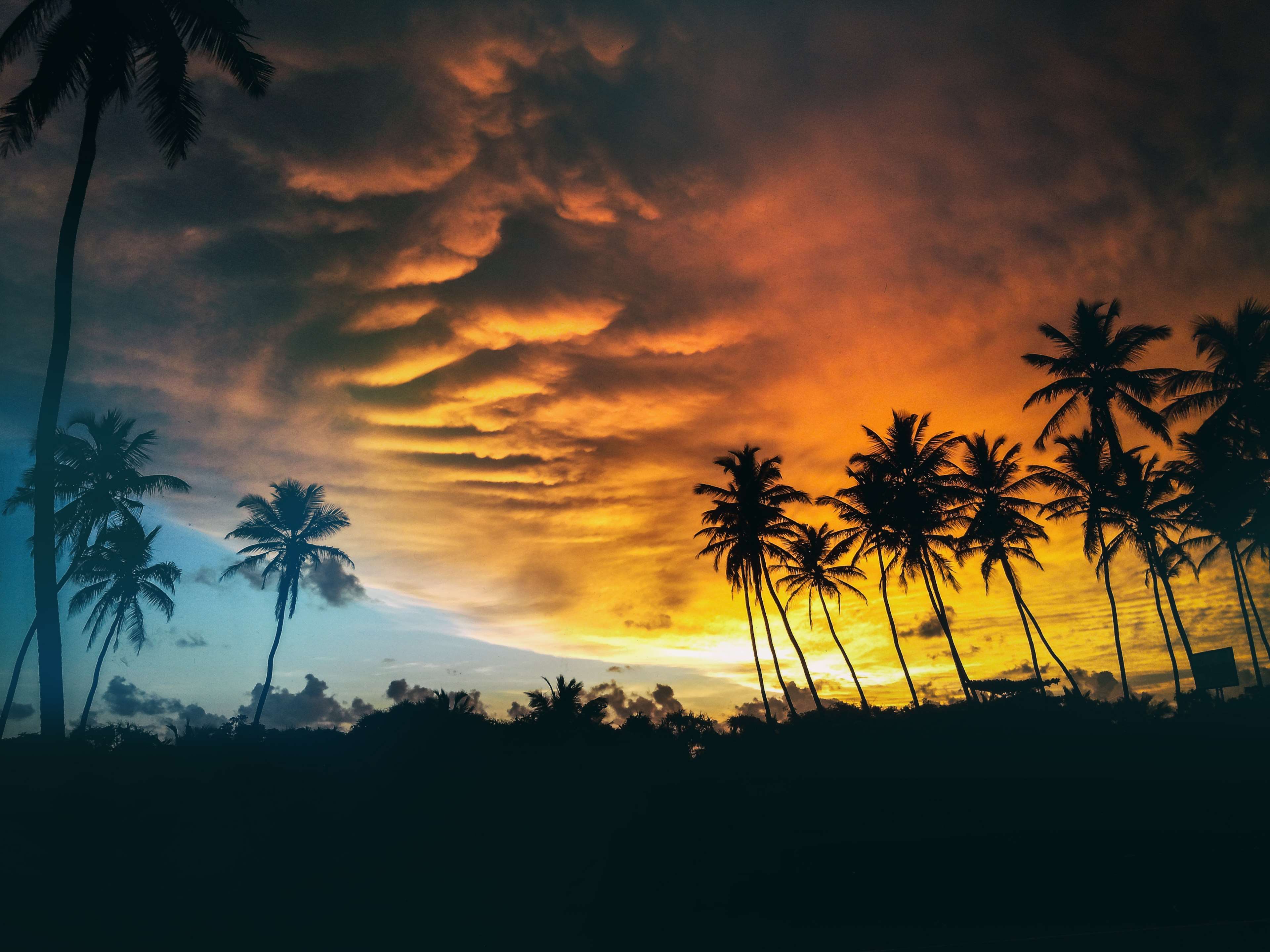 Palm trees silhouette against a dramatic sunset sky HD Wallpaper