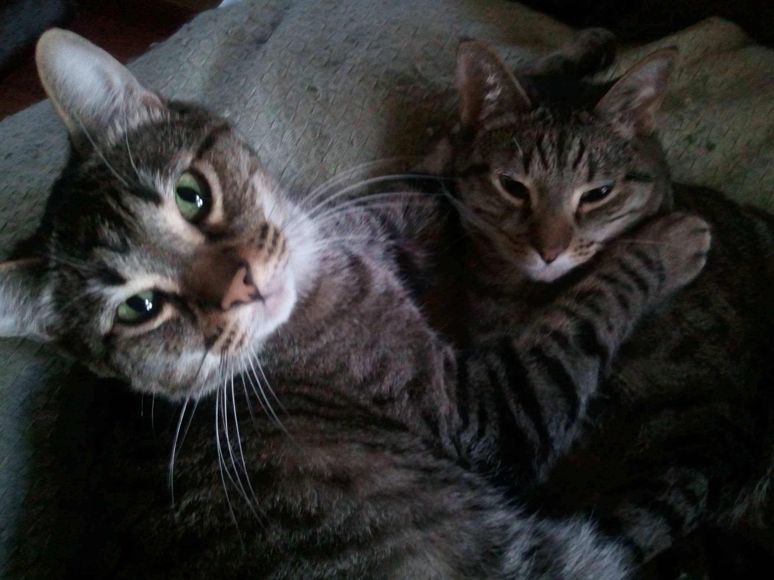 Two gray tabby cats cuddling HD Wallpaper