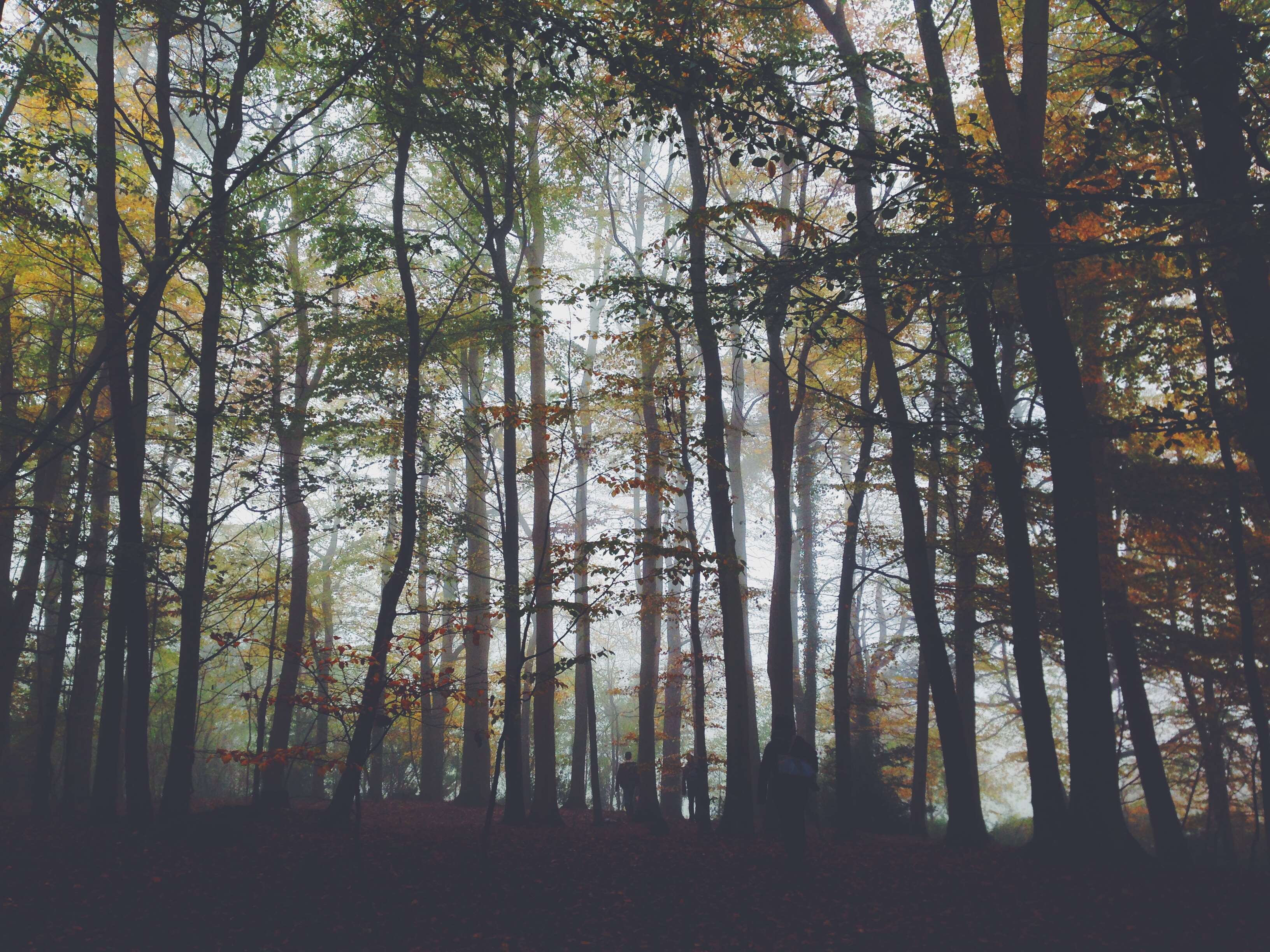 People walking in a foggy forest during autumn HD Wallpaper