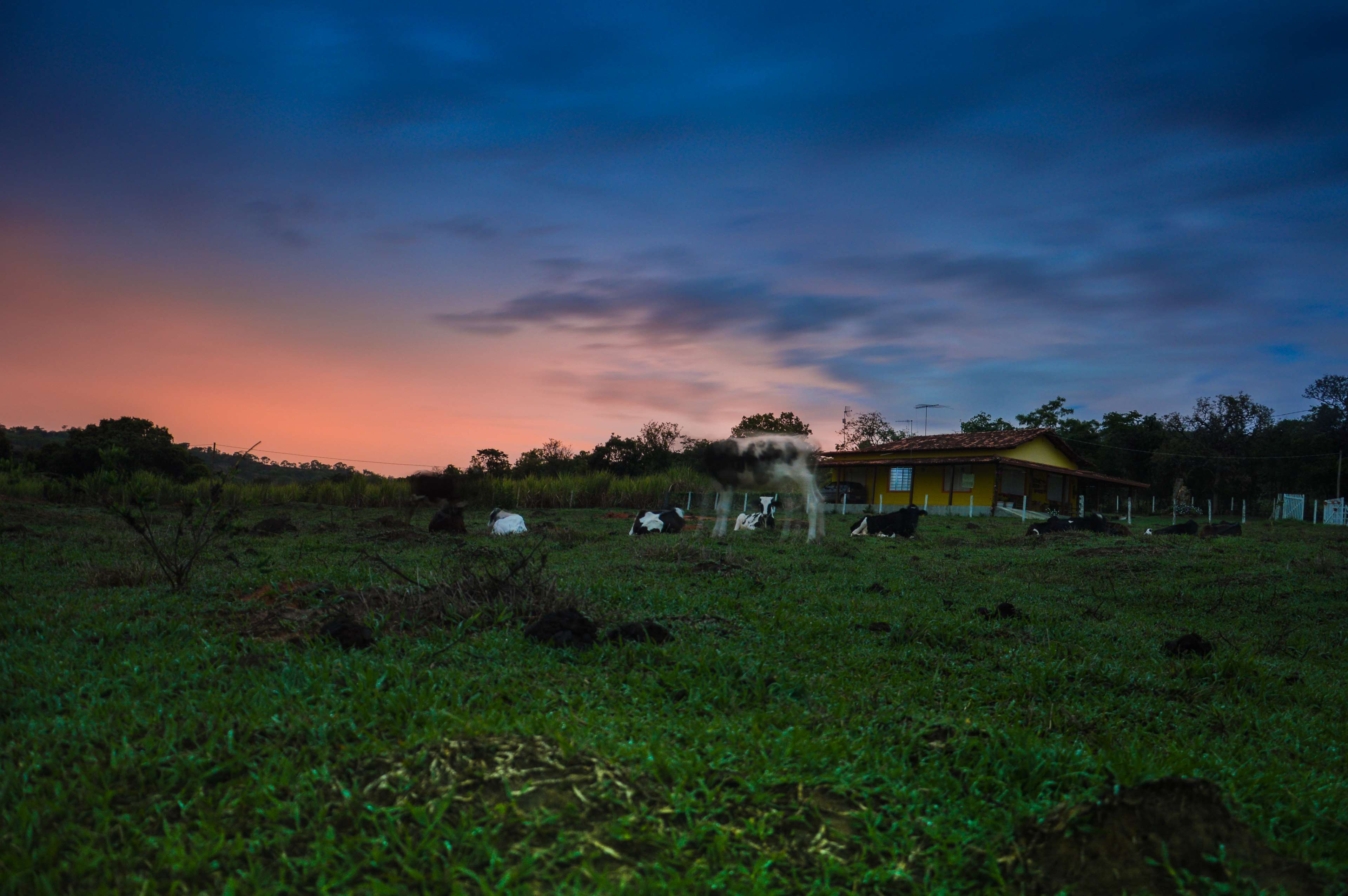 Cows in a field at dusk with a house HD Wallpaper