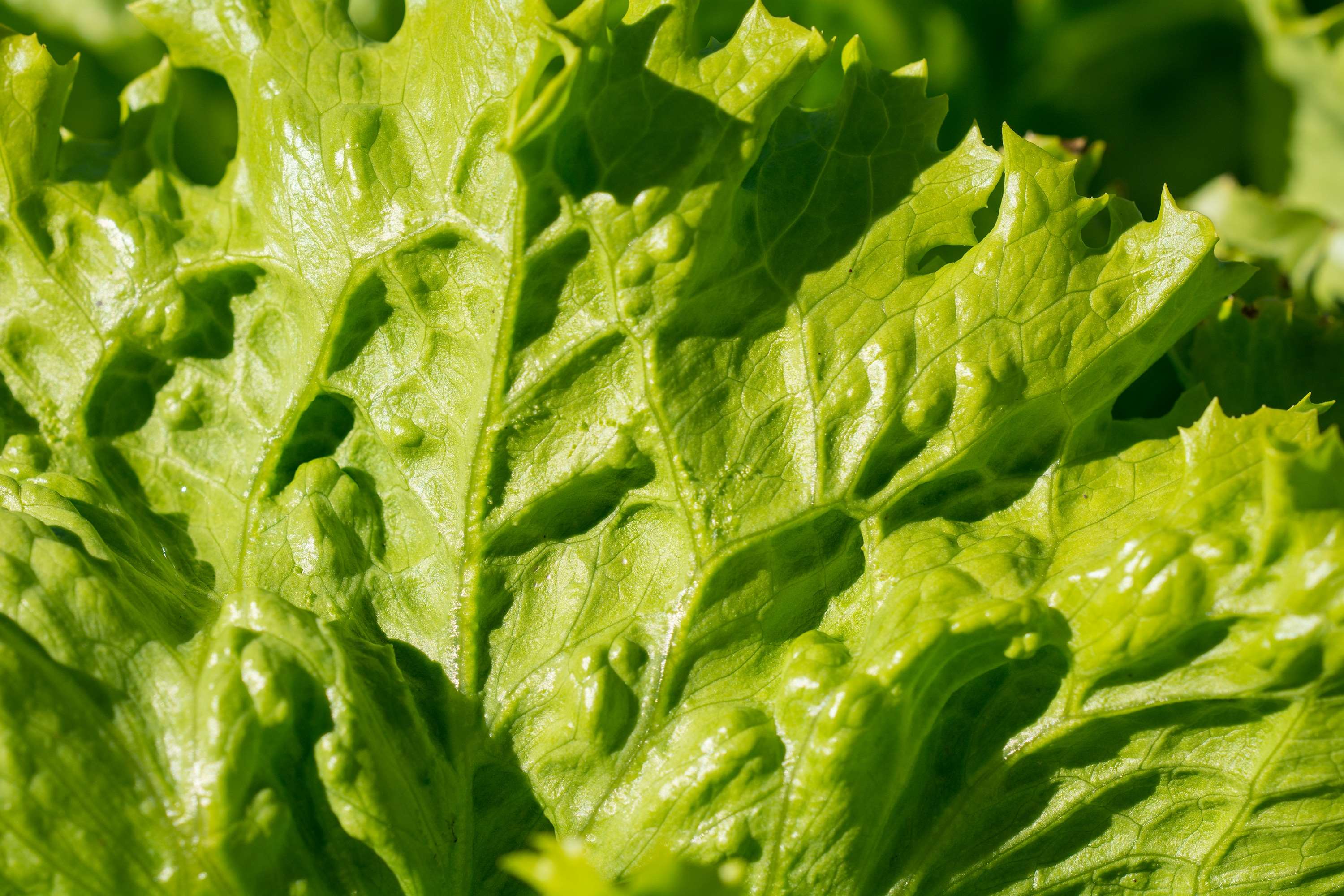 Close-up of fresh green lettuce leaves with water droplets HD Wallpaper