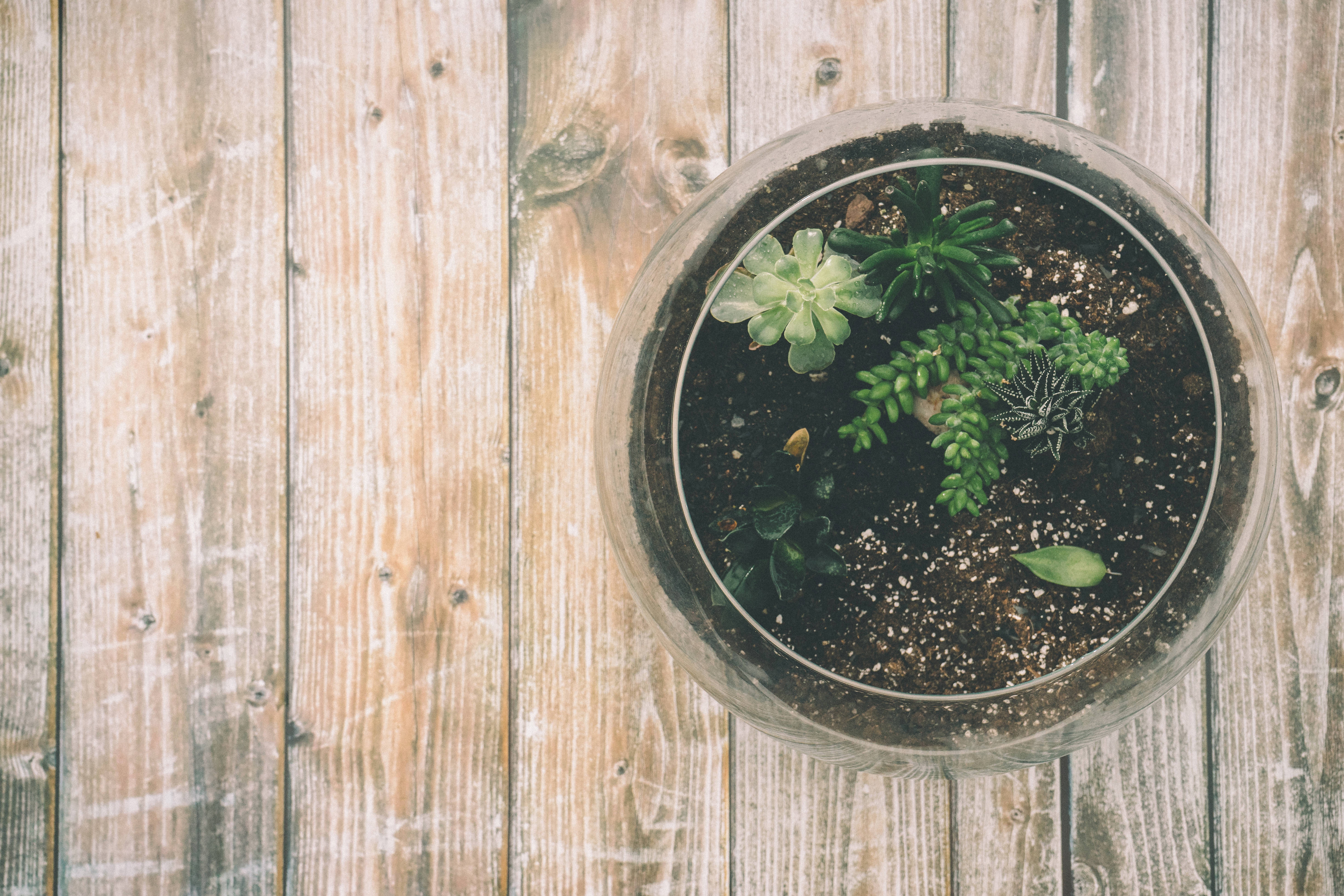 Terrarium with succulents on a wooden surface HD Wallpaper