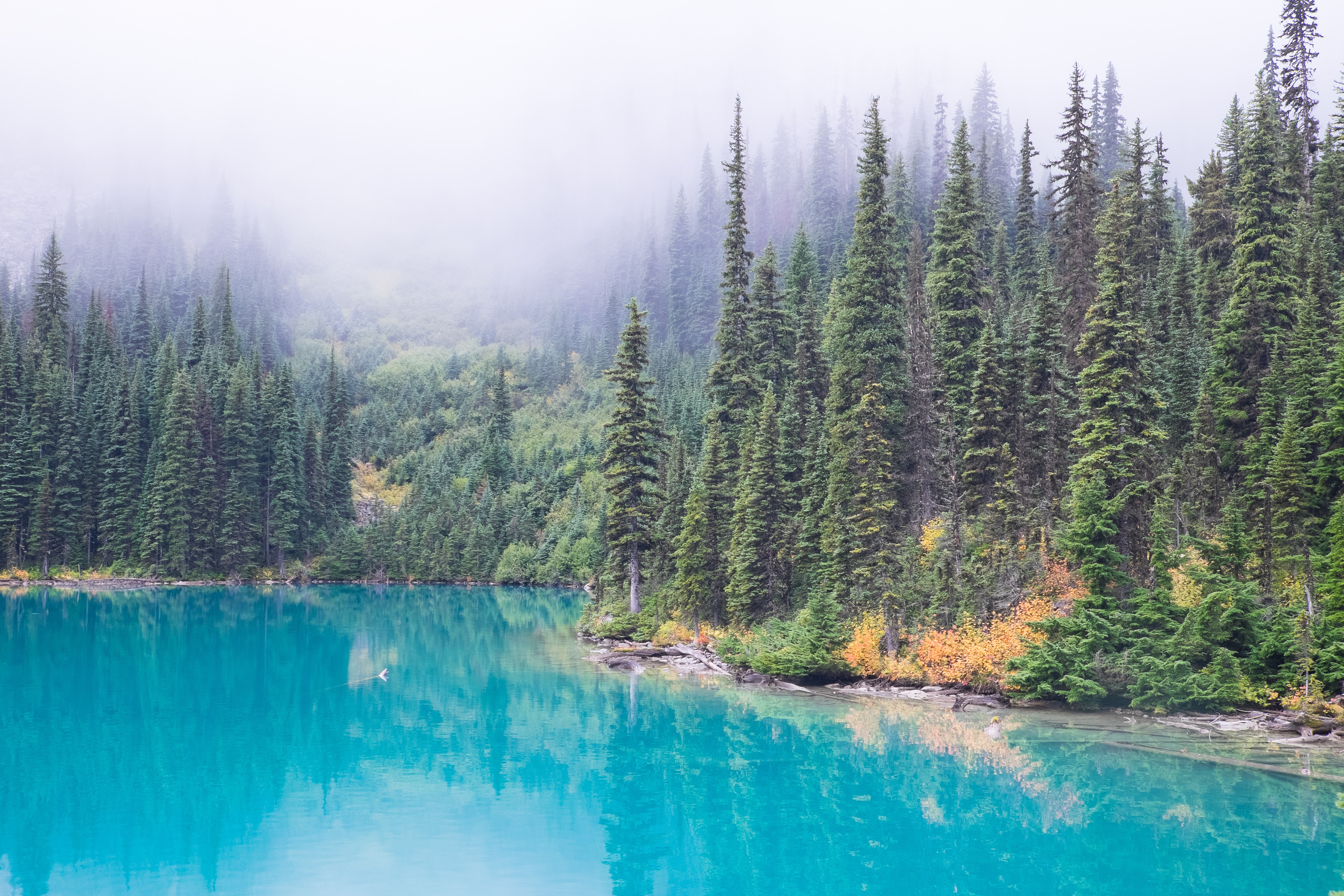 Joffre Lake with Pine Forest and Mist in British Columbia HD Wallpaper