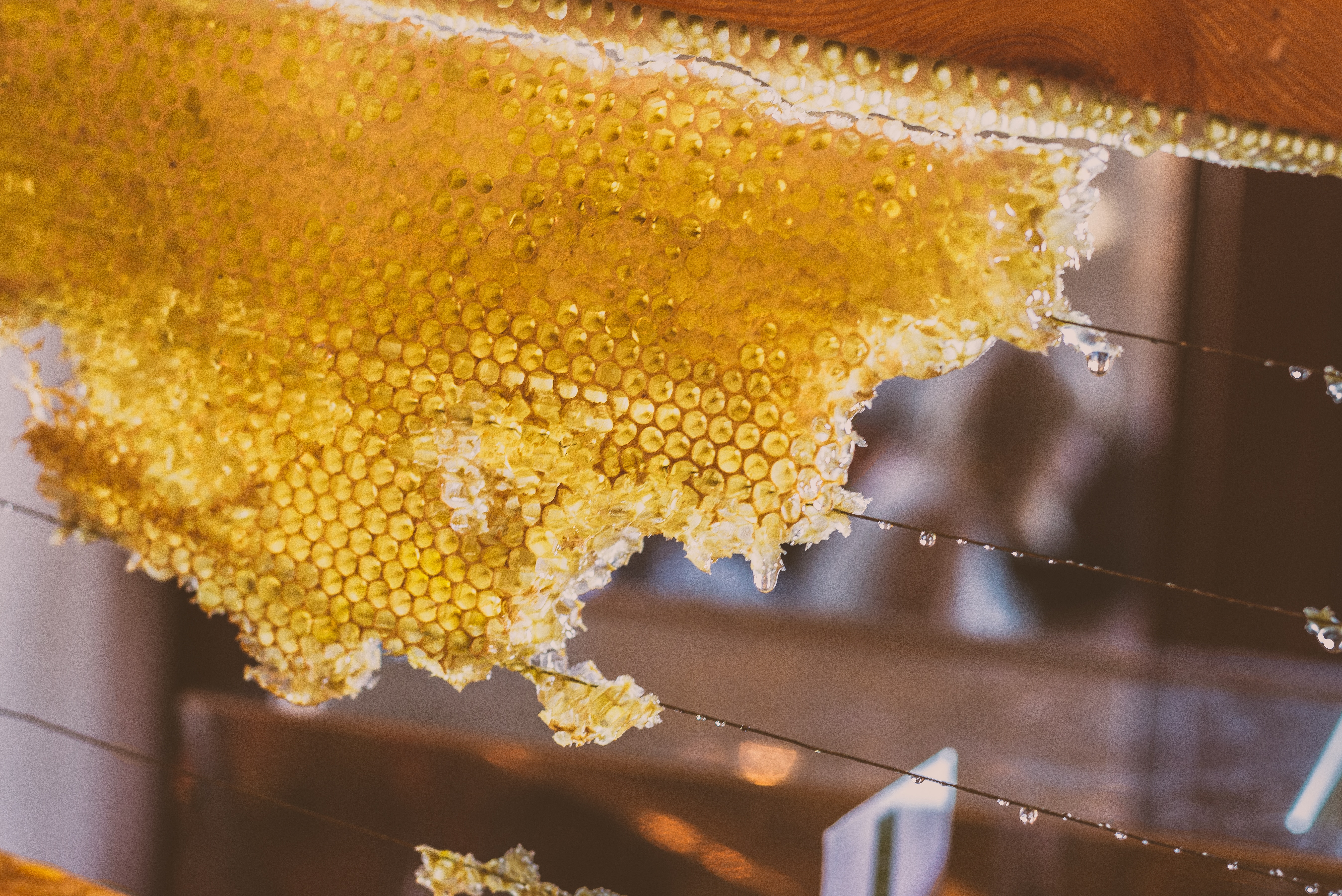 Honeycomb with dripping honey HD Wallpaper
