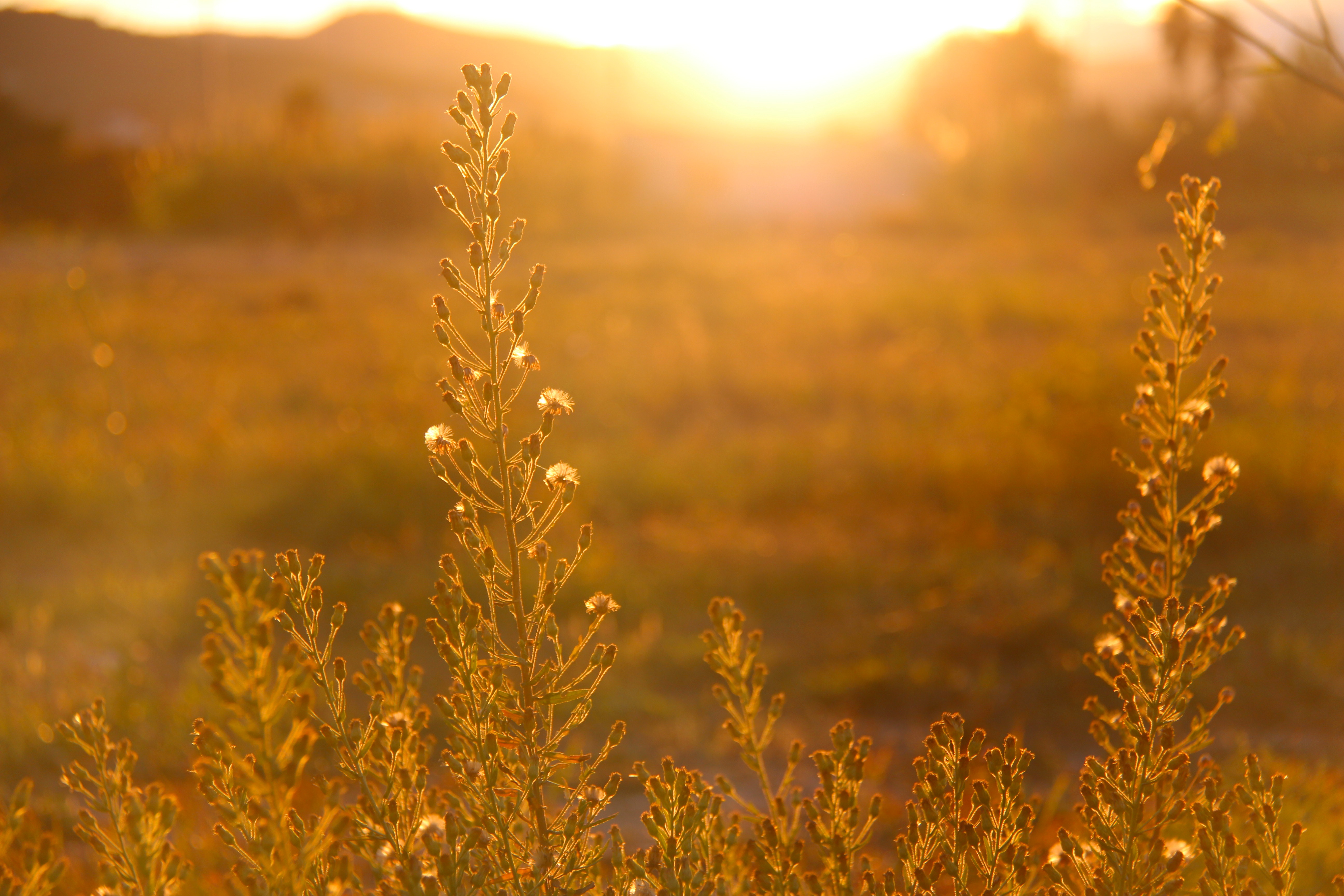 Golden sunlight shines on plants in a field at sunset HD Wallpaper