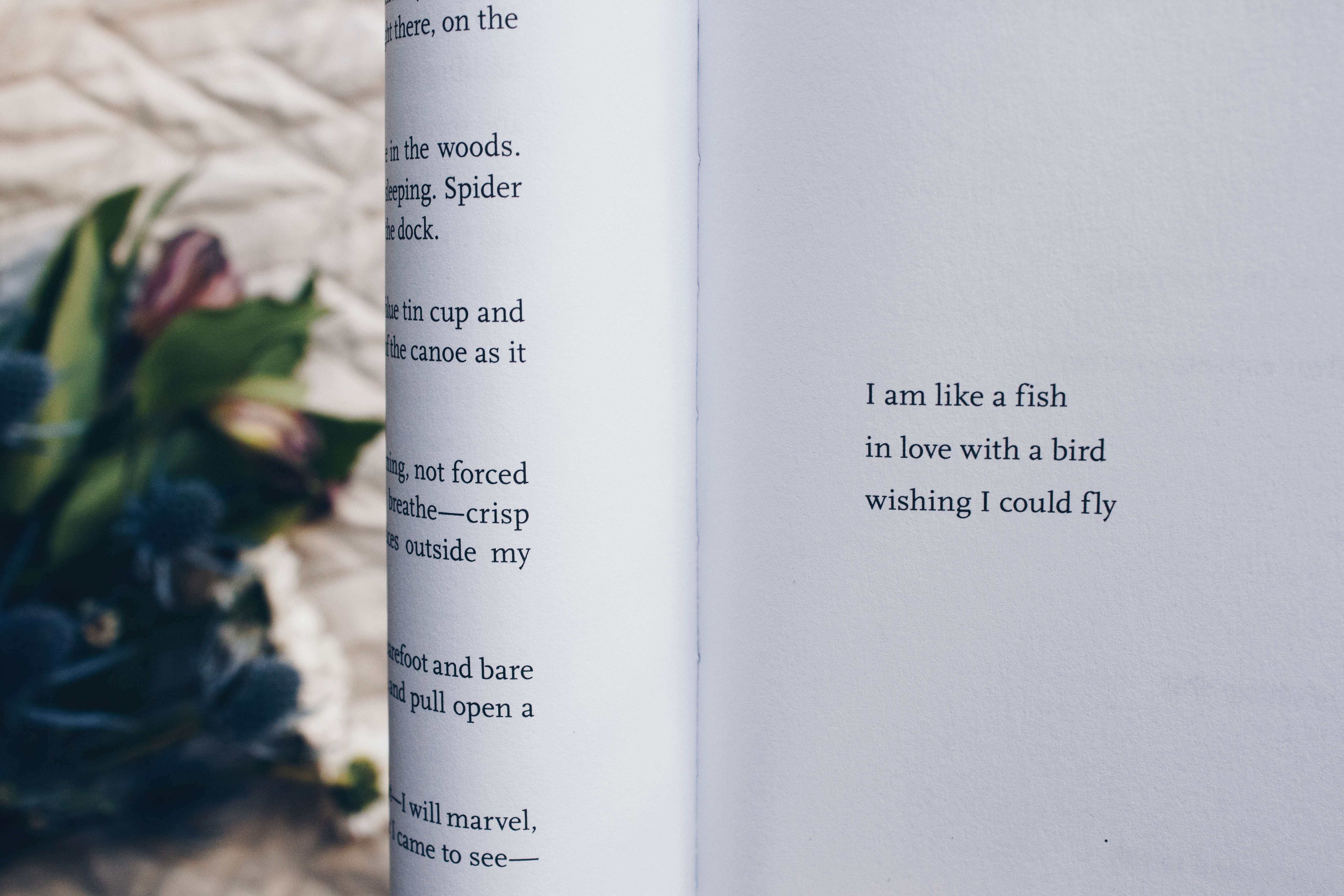 Poem about a fish in love with a bird HD Wallpaper
