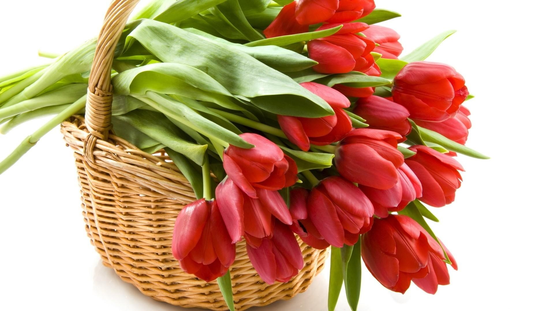 Red Tulips in a Wicker Basket HD Wallpaper