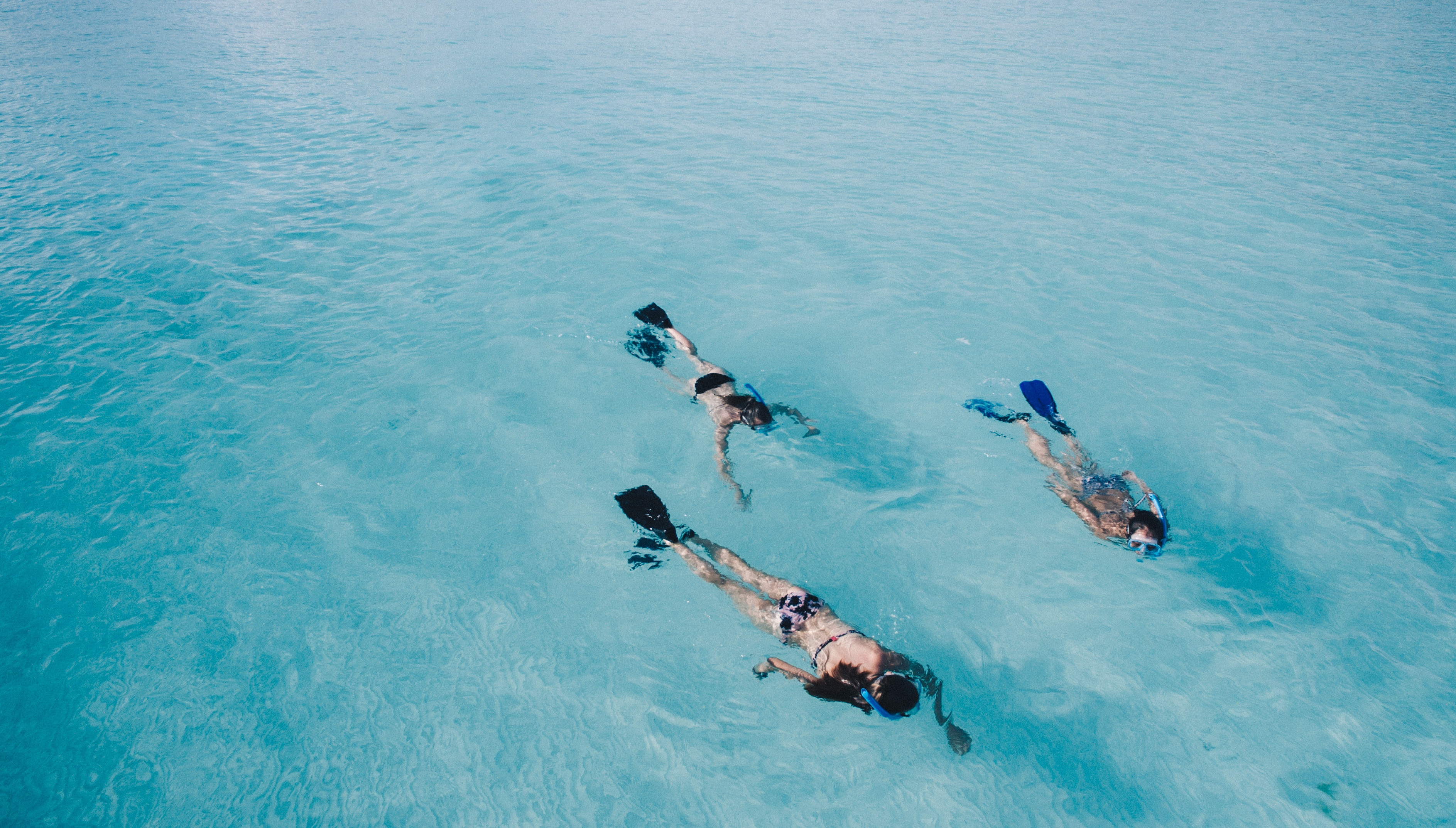 People snorkeling in the clear blue ocean HD Wallpaper