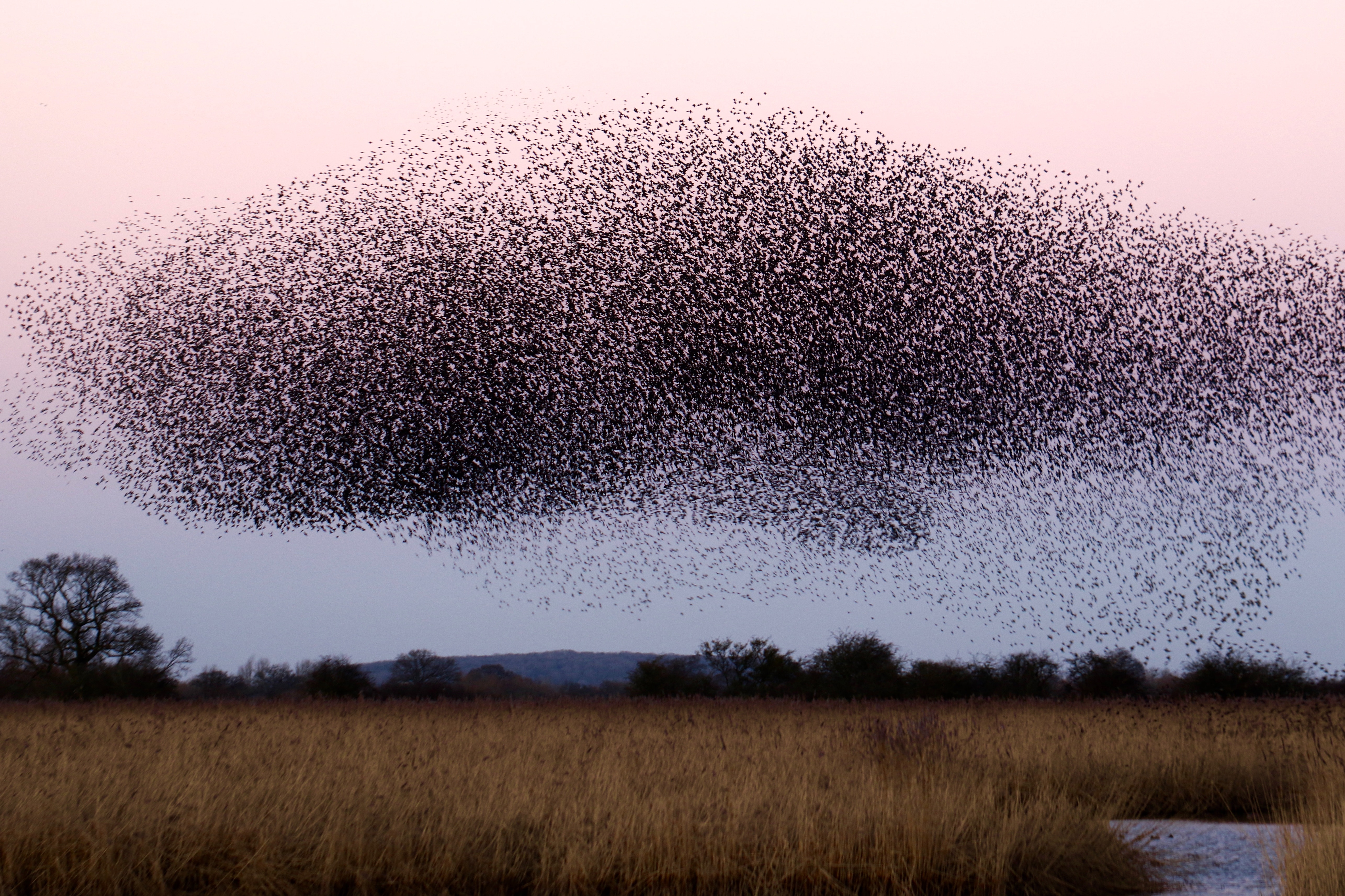 A large flock of birds in flight over a field HD Wallpaper