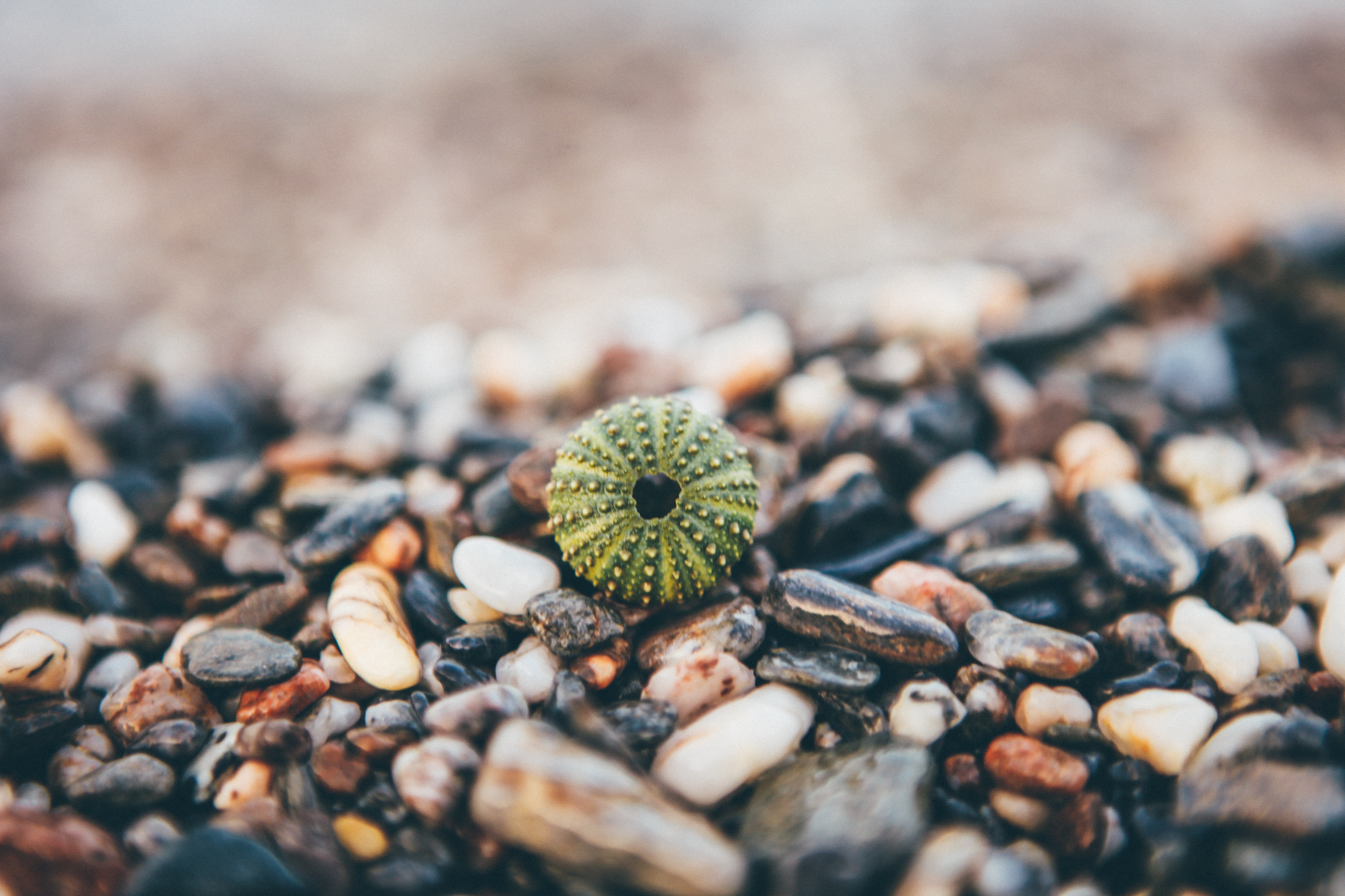 Green Sea Urchin Shell on Pebbles HD Wallpaper