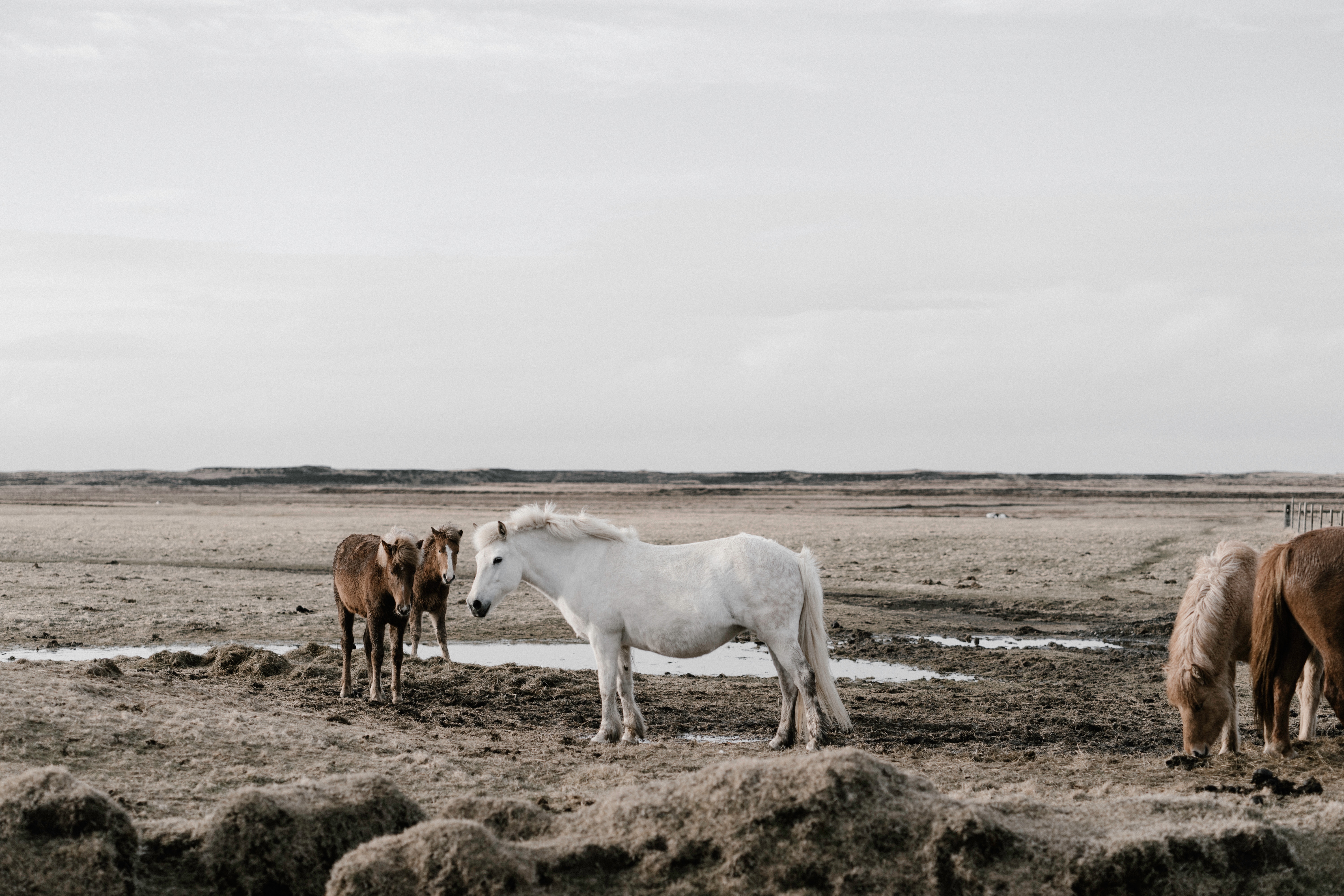Horses in a rural landscape in Iceland HD Wallpaper