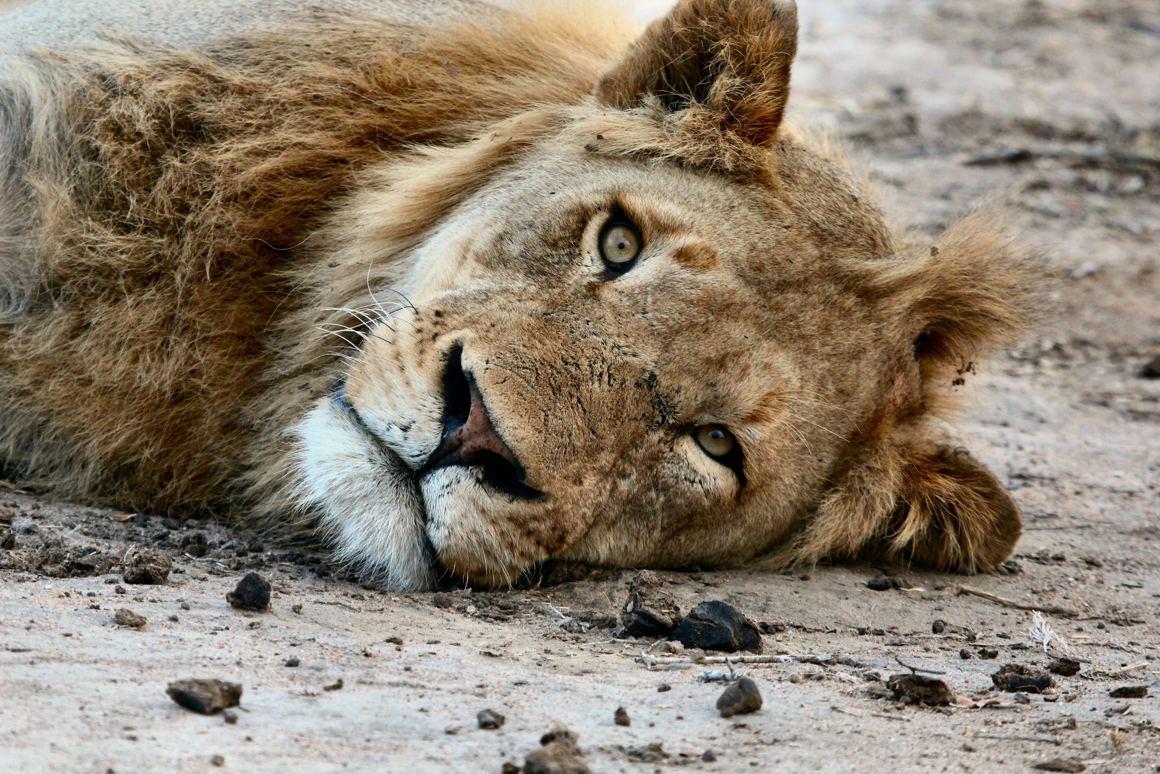 Lion laying down on the ground HD Wallpaper