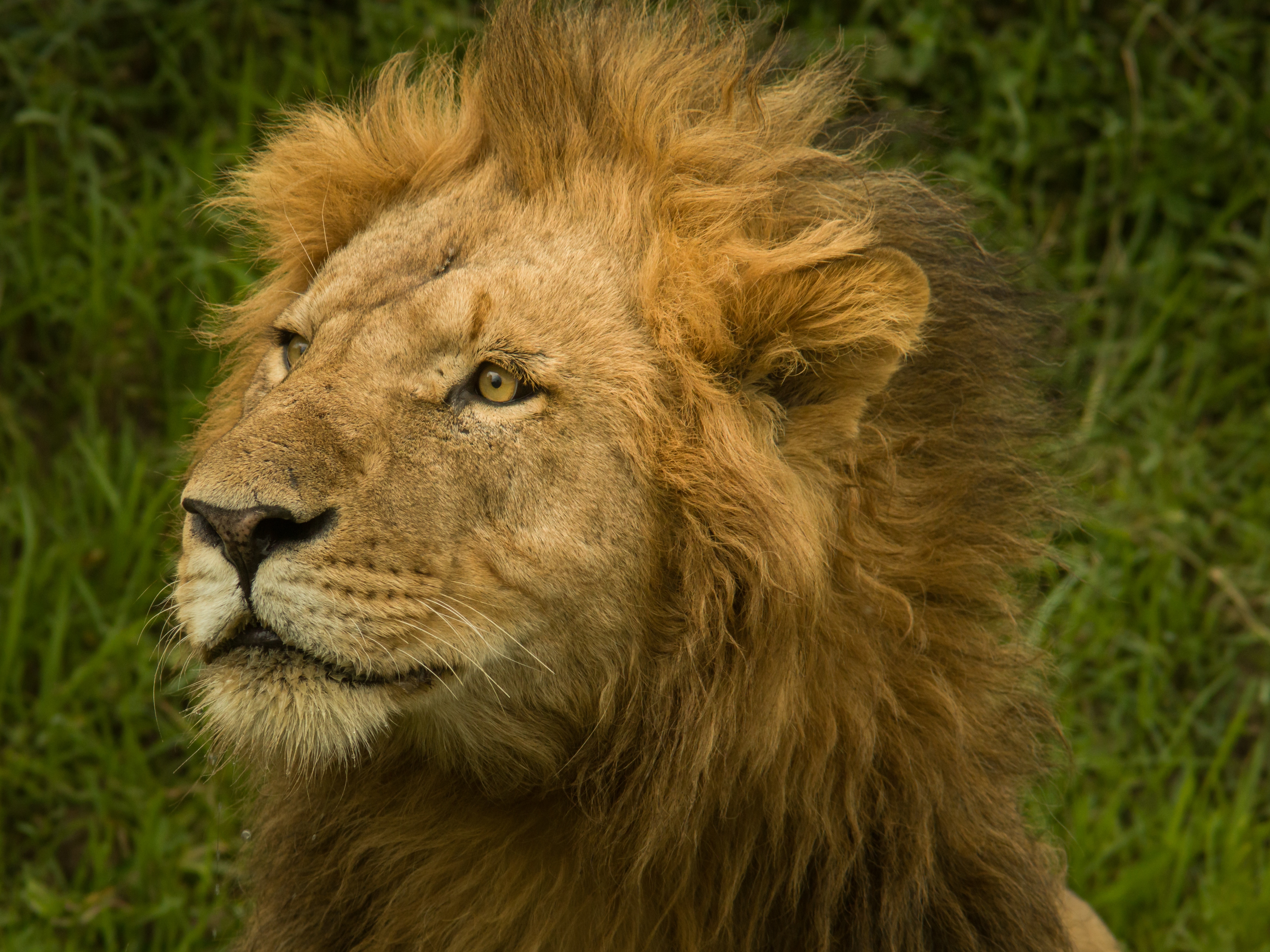 Male Lion in Maasai Mara, Kenya HD Wallpaper