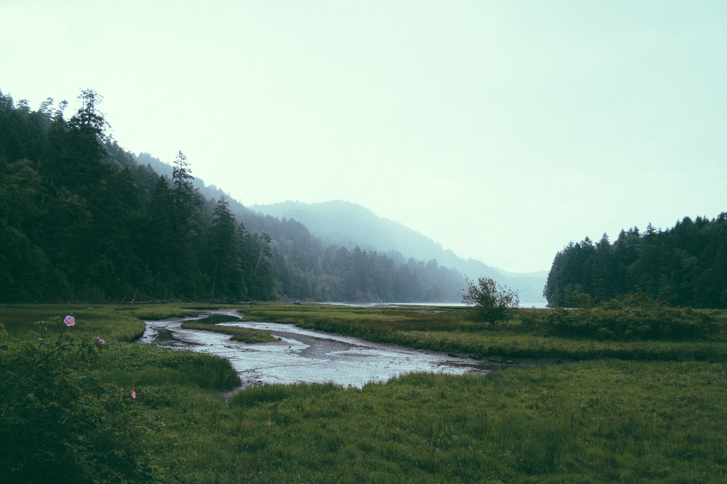Misty river flowing through a grassy marsh with forested mountains HD Wallpaper