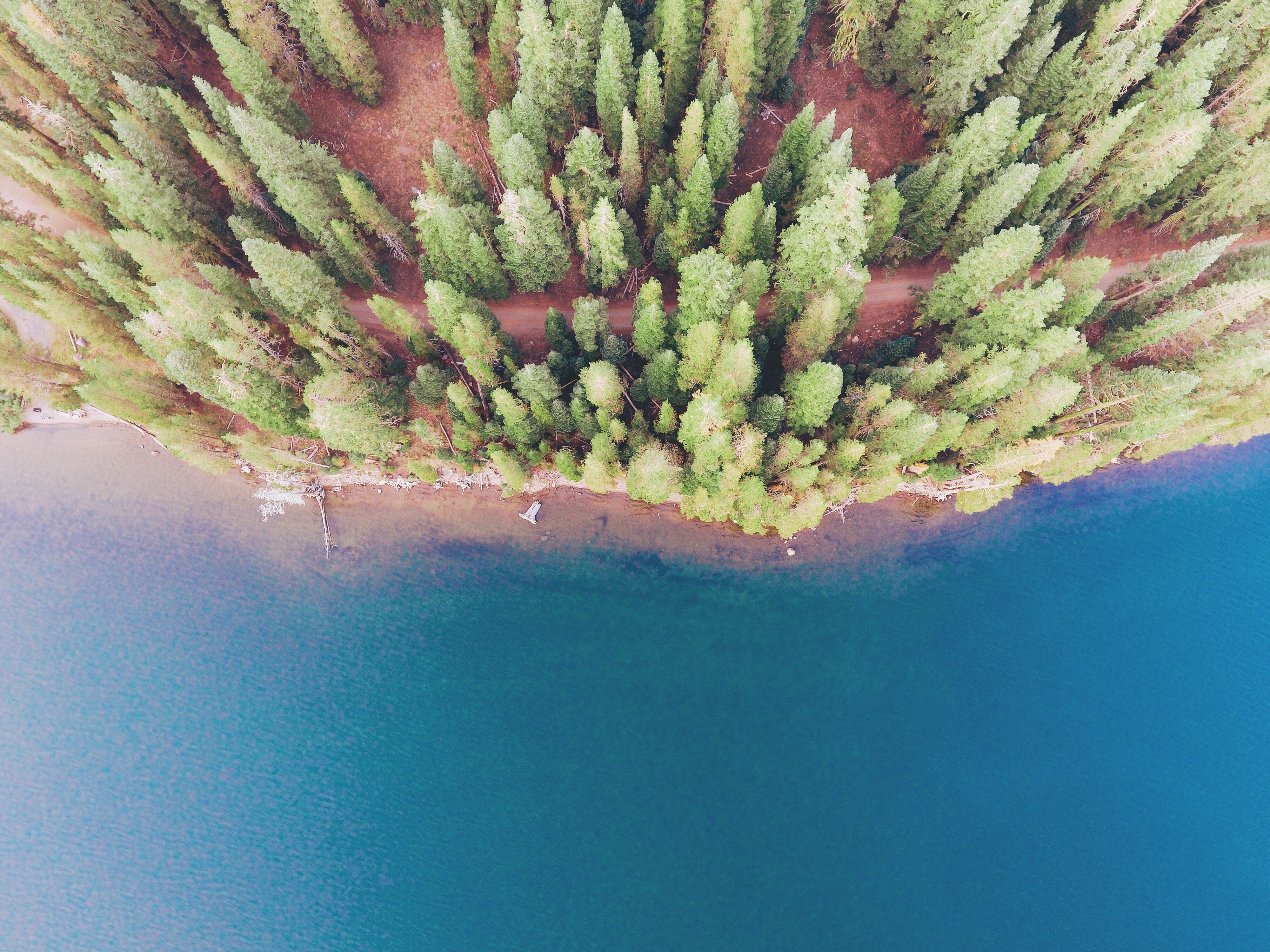 Aerial view of a forest meeting a lake HD Wallpaper