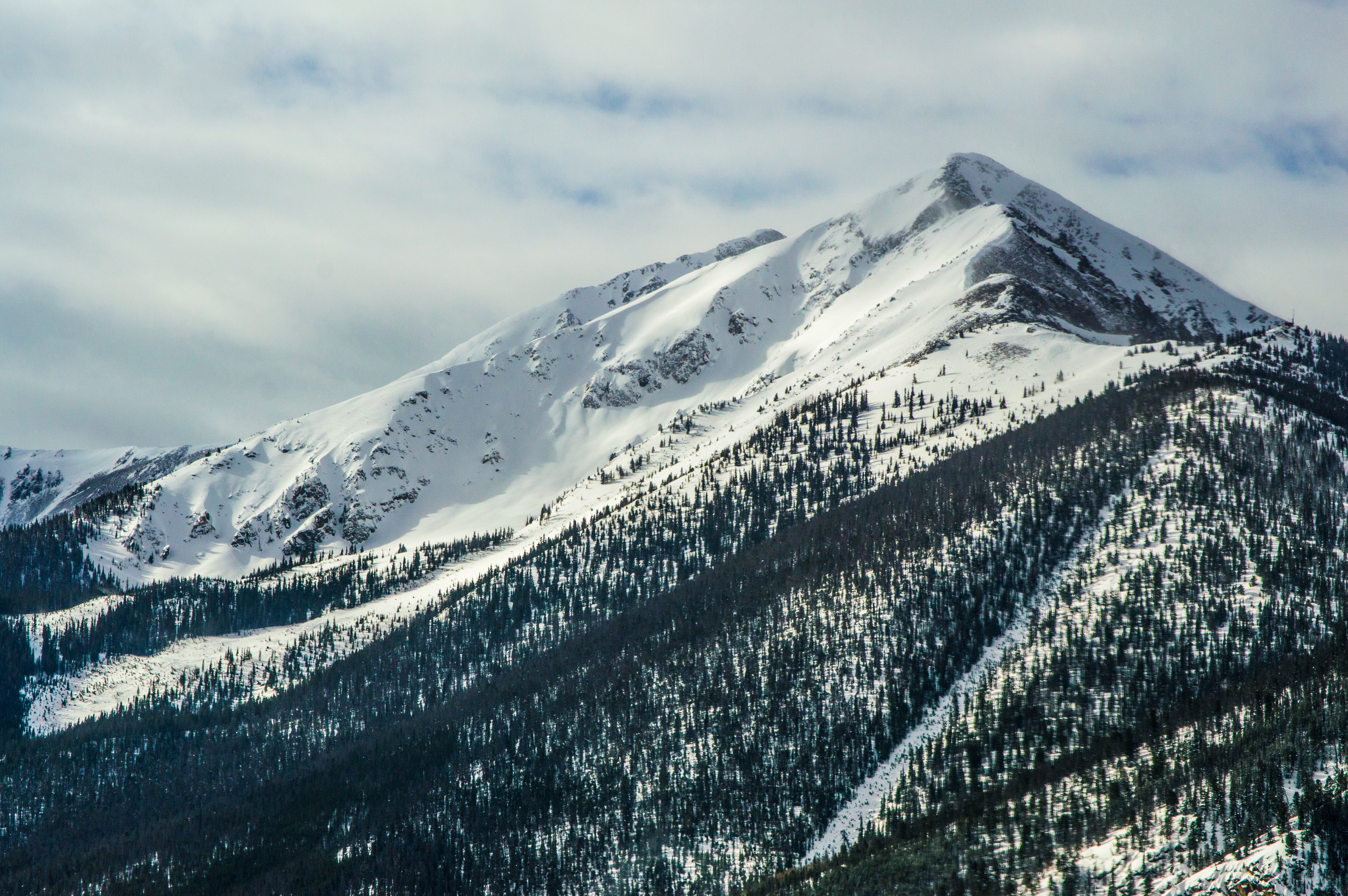 Snow-covered mountain peak with evergreen forest HD Wallpaper