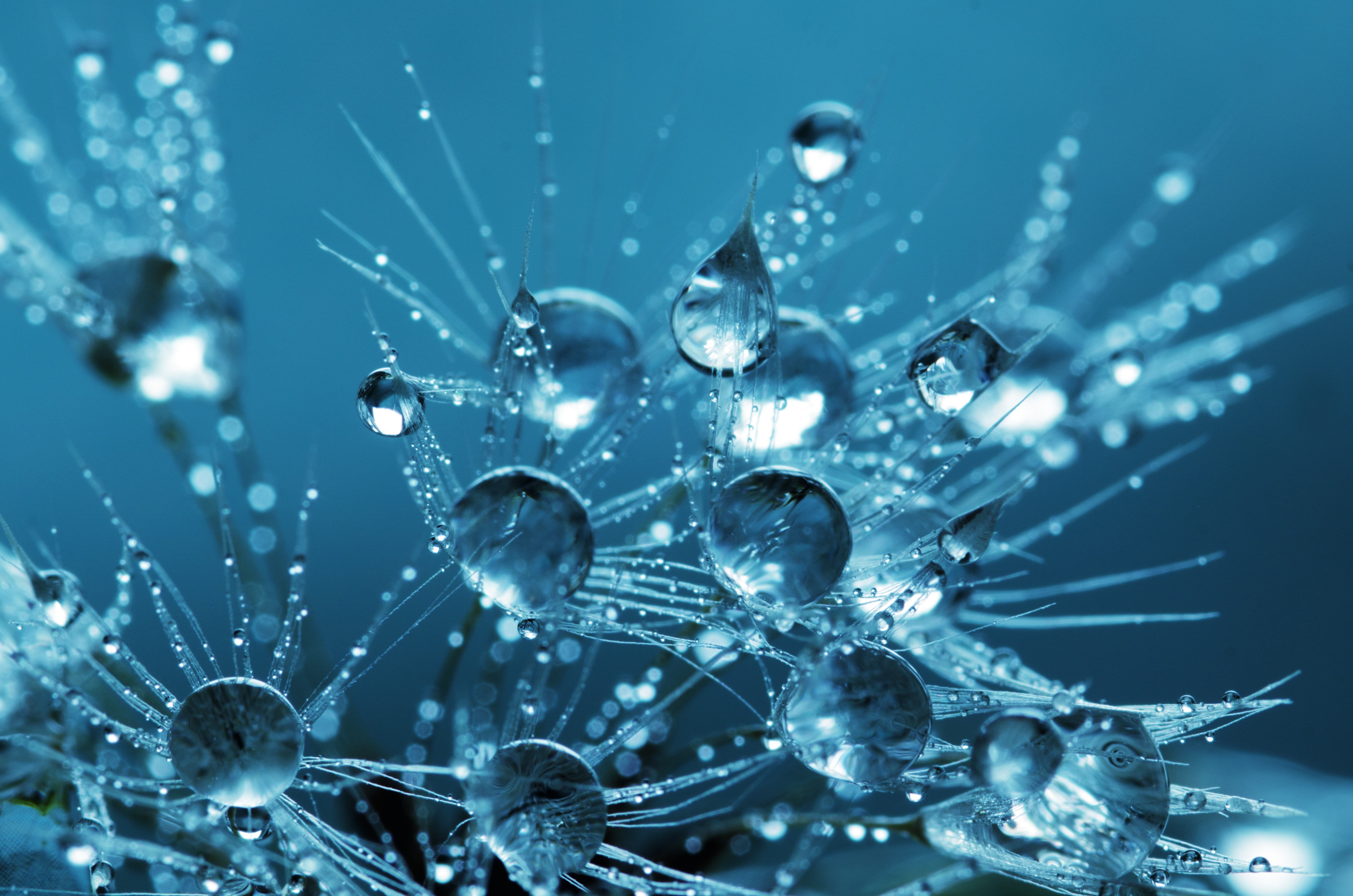 Macro shot of water drops on a plant HD Wallpaper