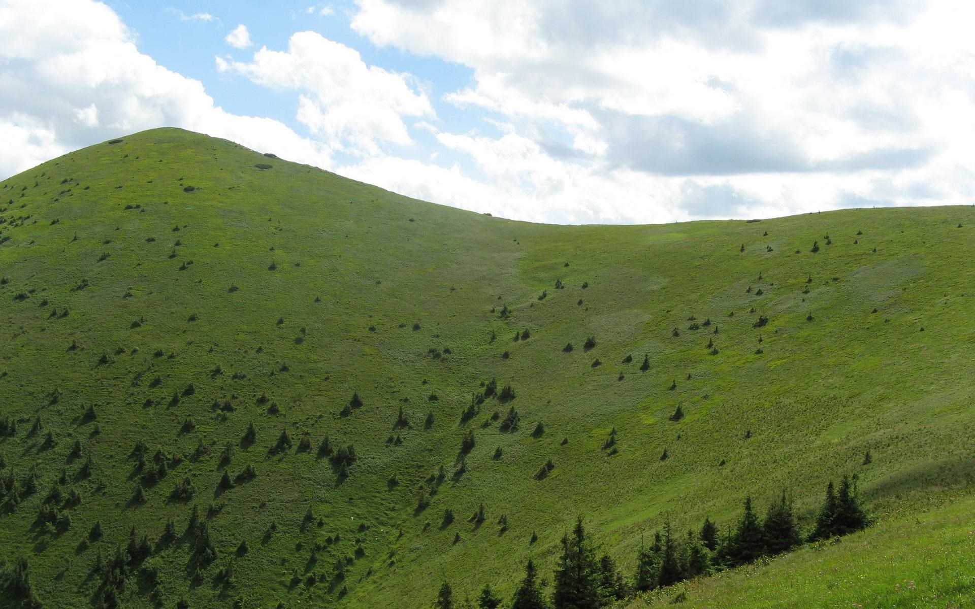 Green mountain slope with scattered trees under a cloudy sky HD Wallpaper