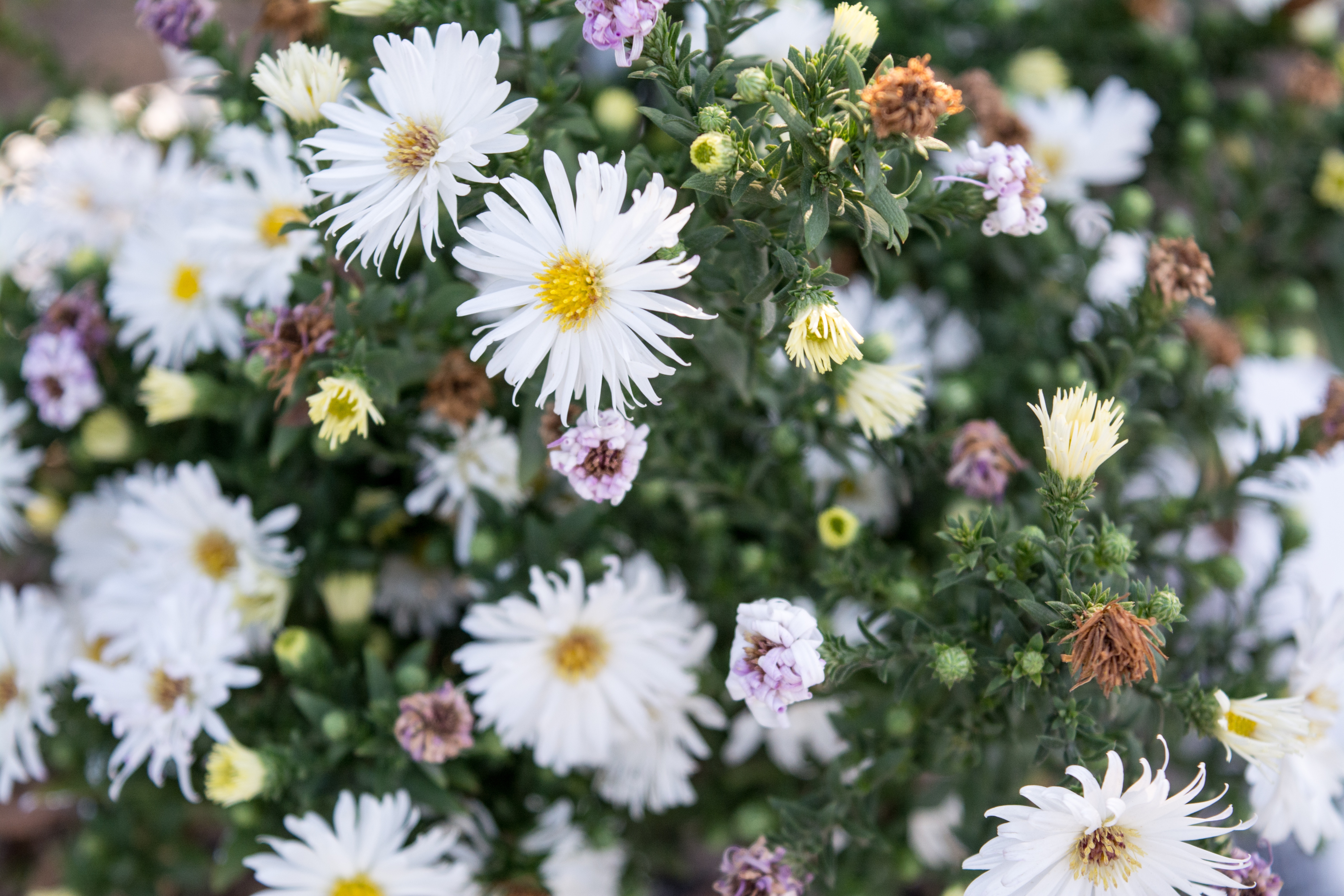 White and purple asters blooming in nature HD Wallpaper