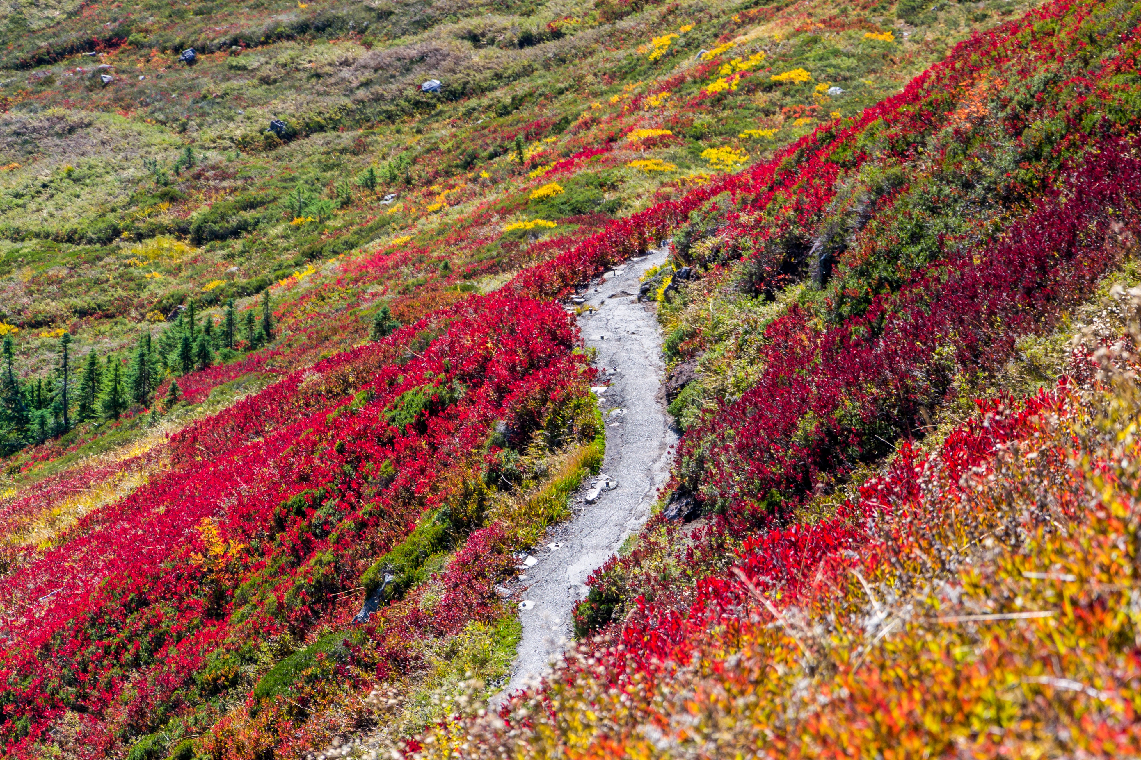 Mountain trail through autumn foliage HD Wallpaper