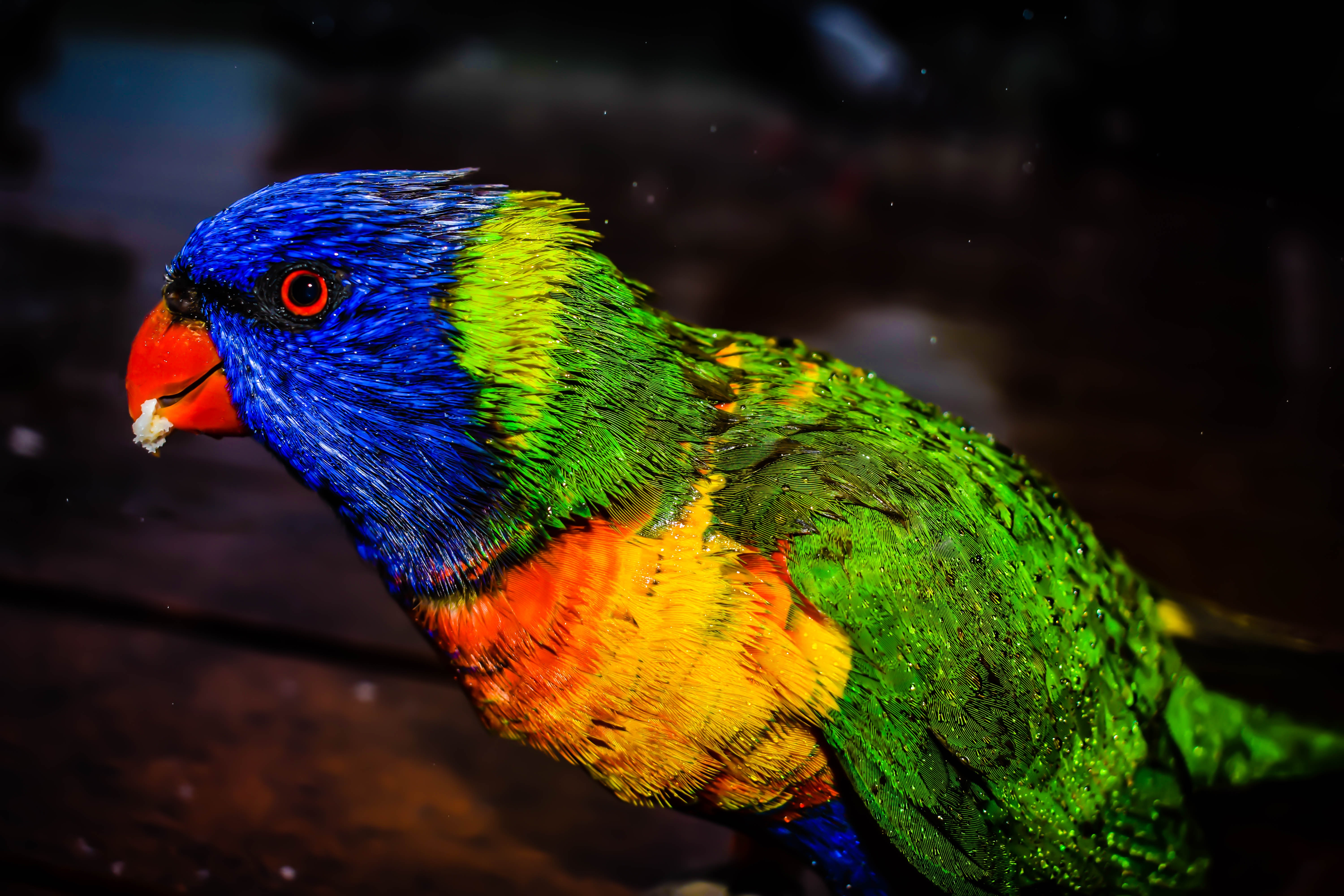 Colorful lorikeet parrot eating food HD Wallpaper