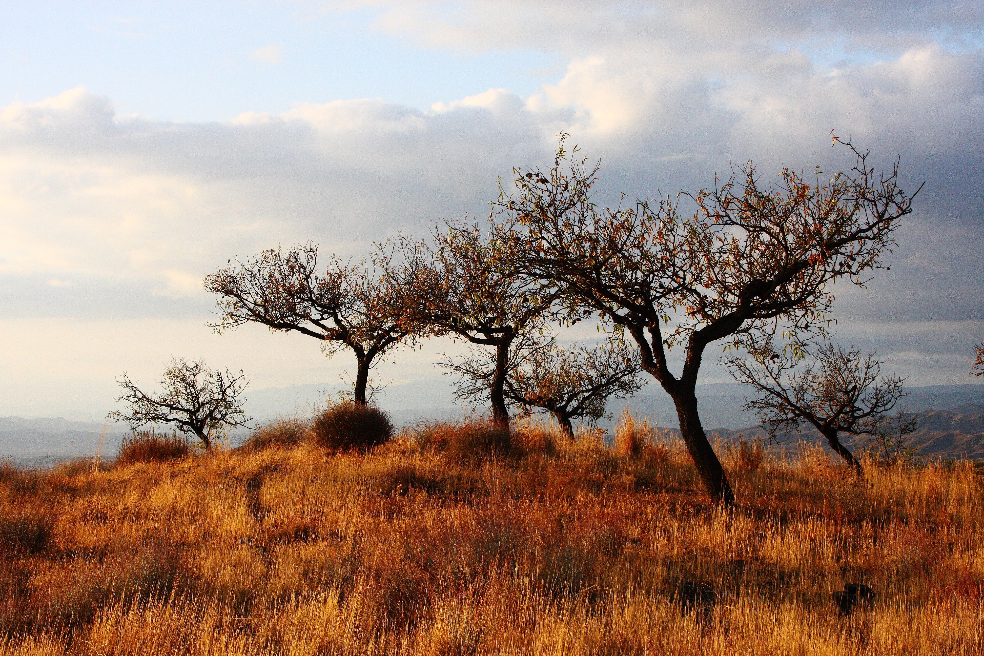 Trees on a grassy hill under a cloudy sky HD Wallpaper