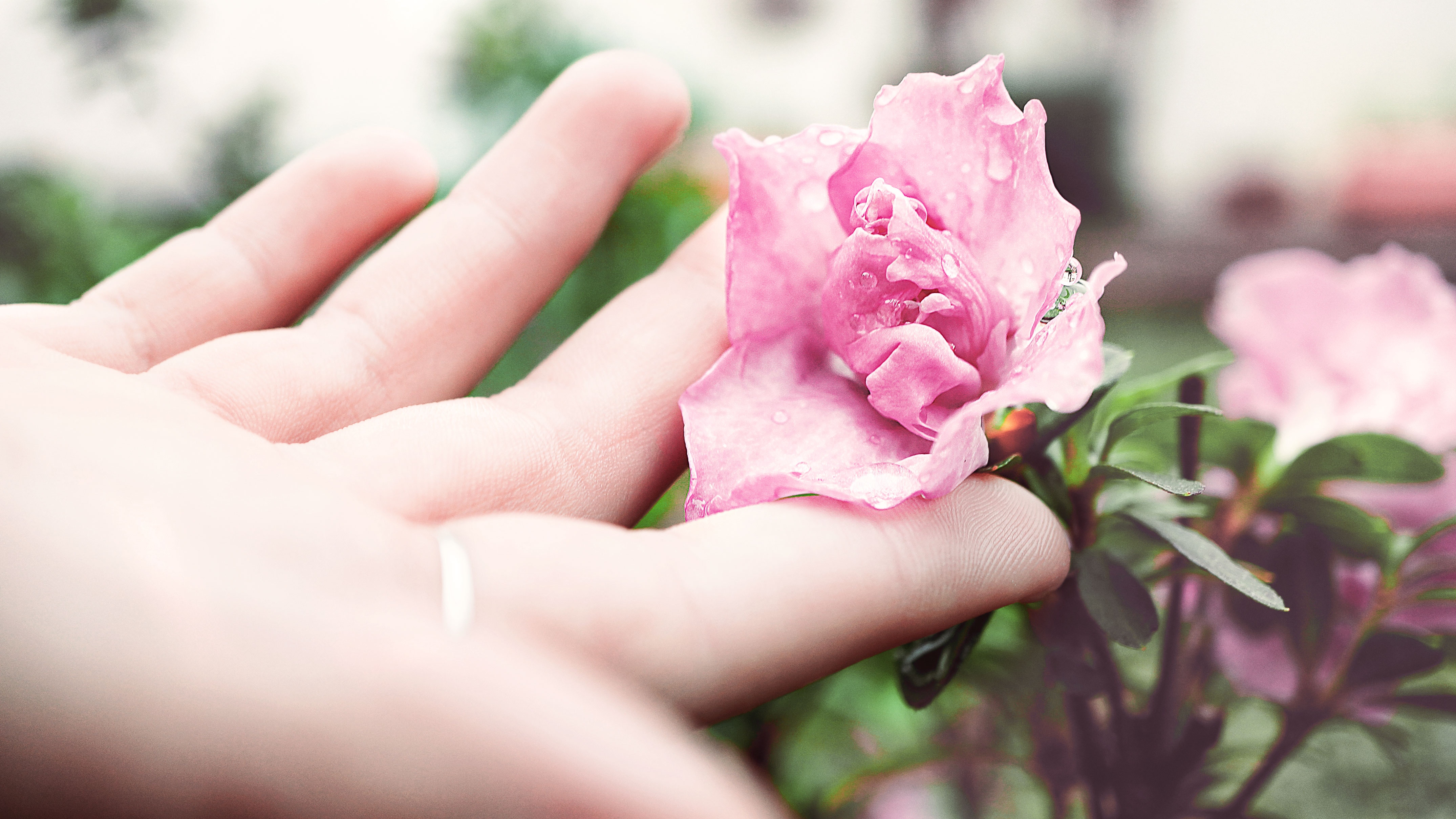 Hand holding a pink flower with dew drops HD Wallpaper