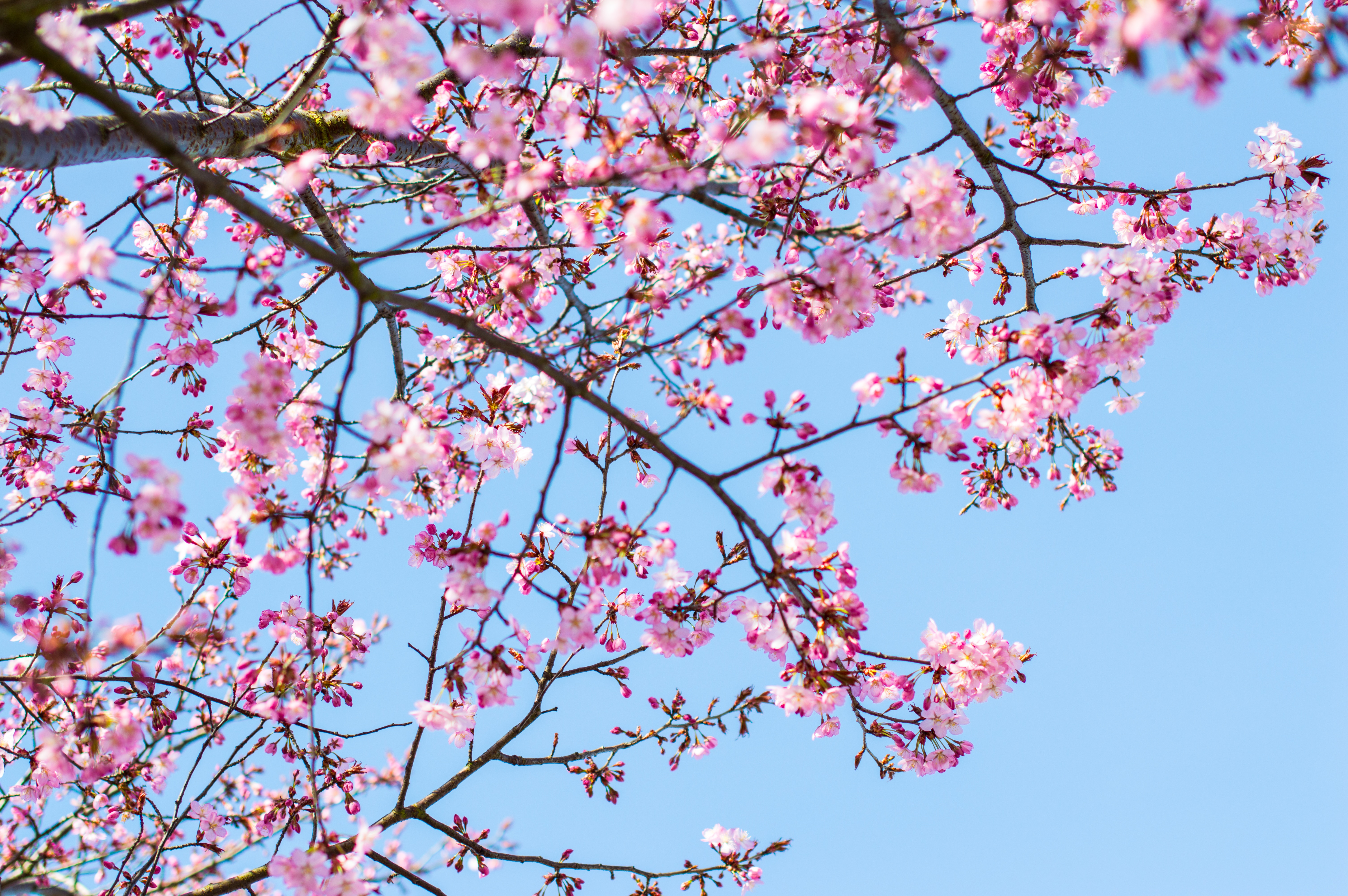 Pink cherry blossoms on branches against a blue sky HD Wallpaper