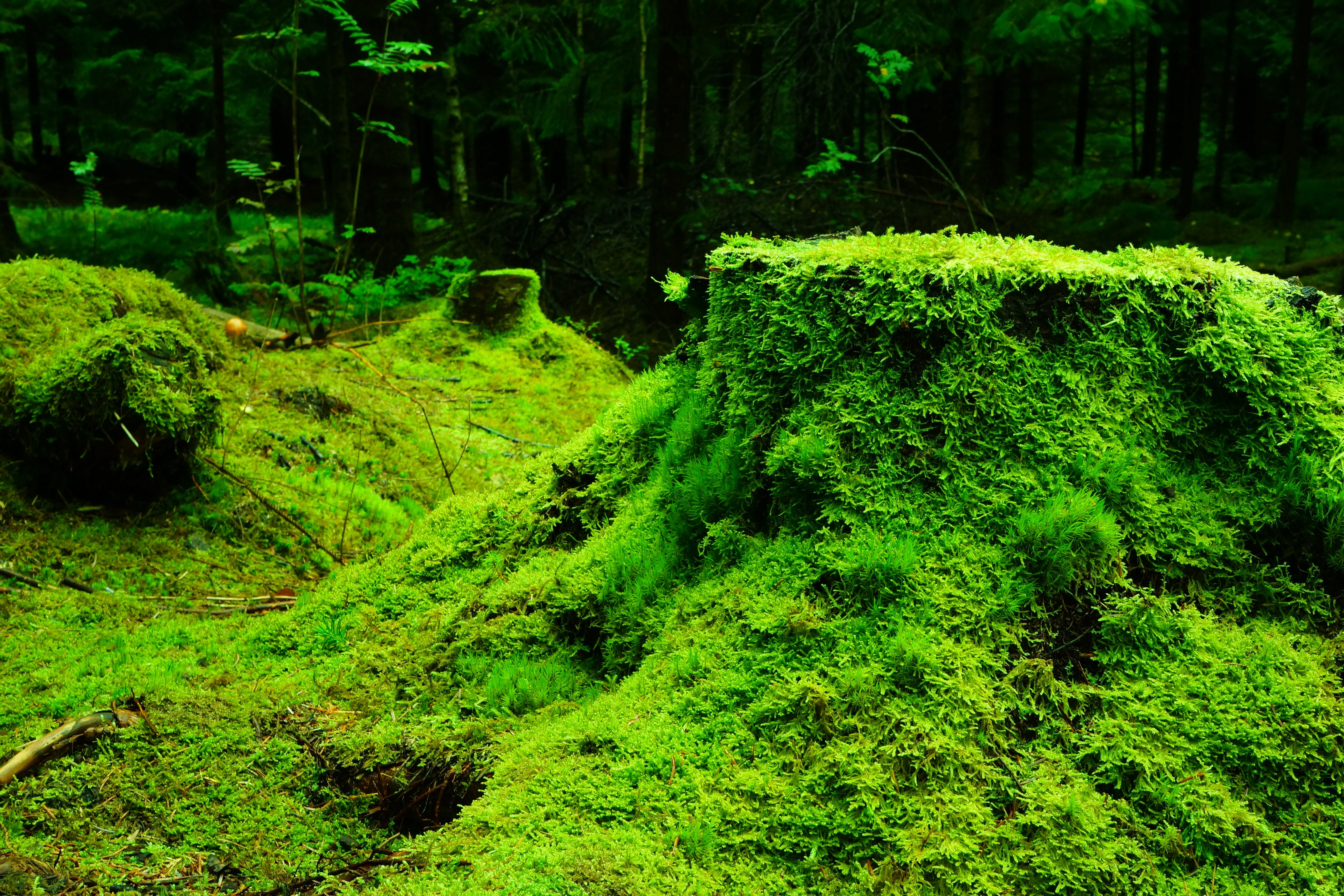 Moss covered tree stumps in a dark forest HD Wallpaper
