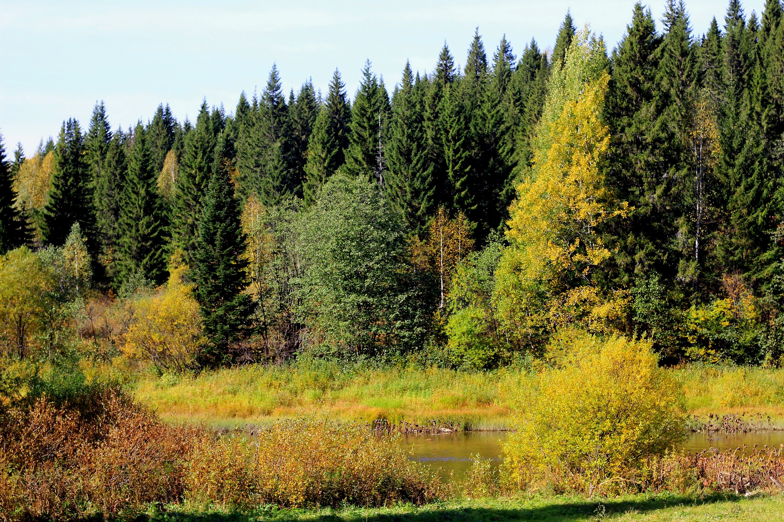 Serene Forest River with Autumn Foliage HD Wallpaper