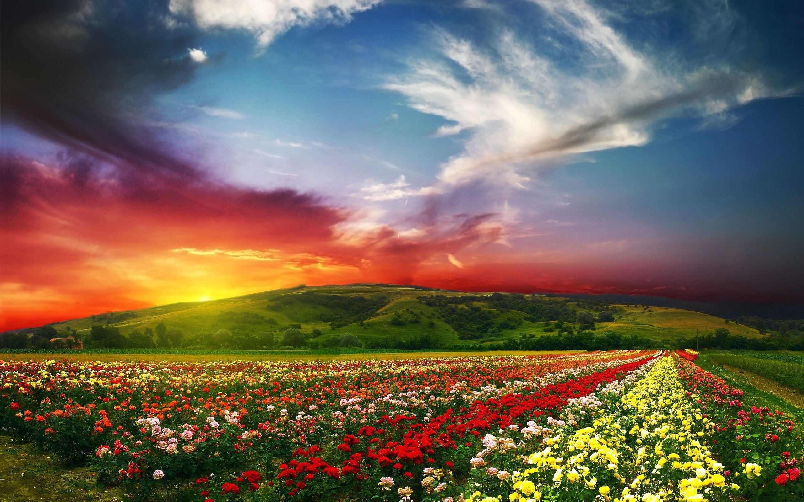 Field of flowers at sunset HD Wallpaper