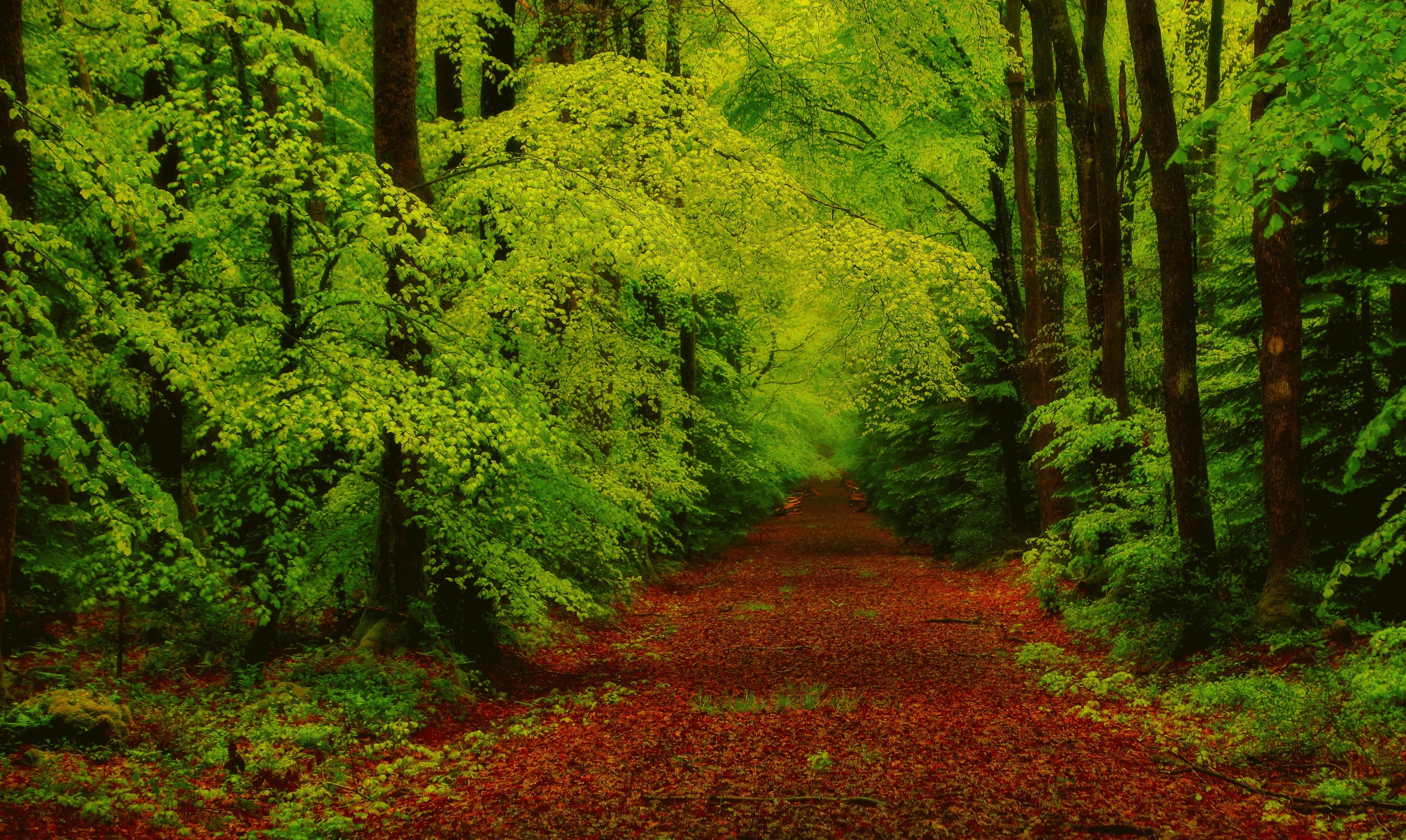 Forest pathway covered in fallen leaves HD Wallpaper